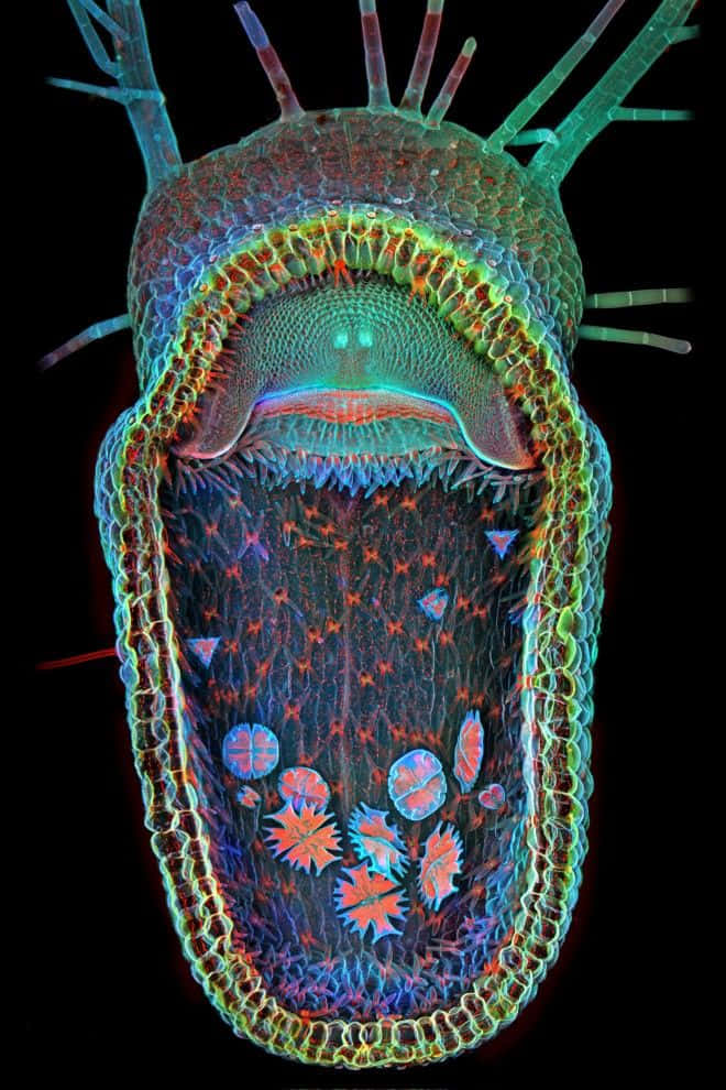 Microscopic 桌布 壁紙 — 一個充滿活力的微生物，在黑色背景上帶有發光的綠色、藍色和紅色圖案。