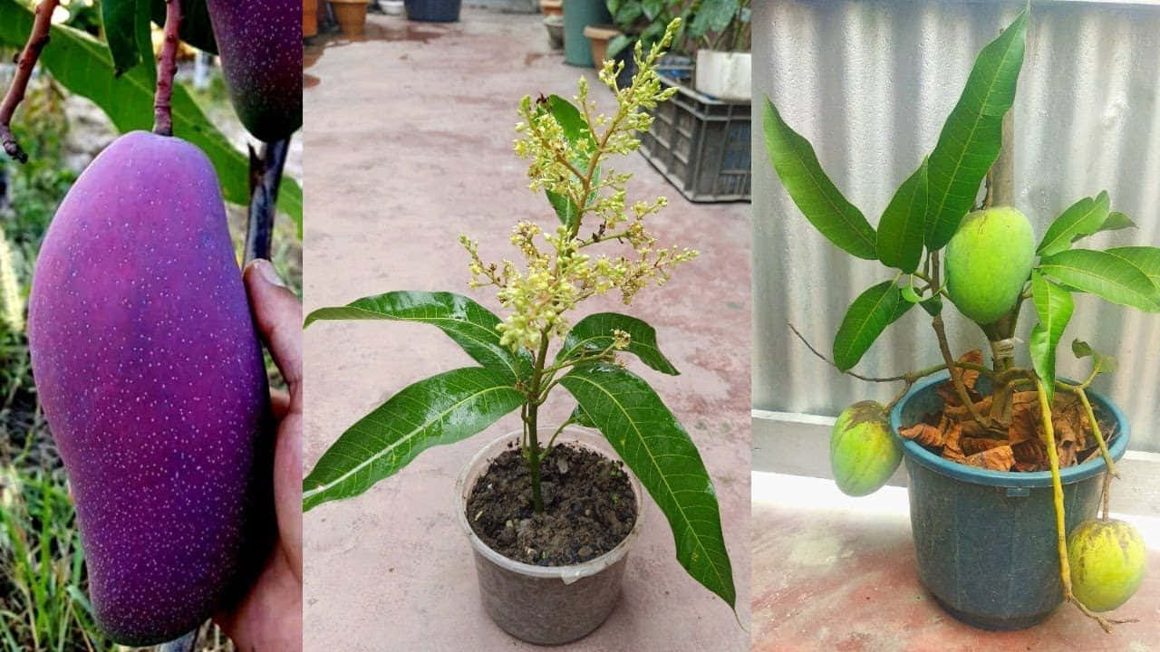 Blue Mango 桌布 壁紙 — 一個充滿活力的拼貼畫，展示了一隻手拿著成熟的紫色芒果，旁邊是一棵開花的芒果幼苗和一棵結有綠色果實的盆栽芒果樹。