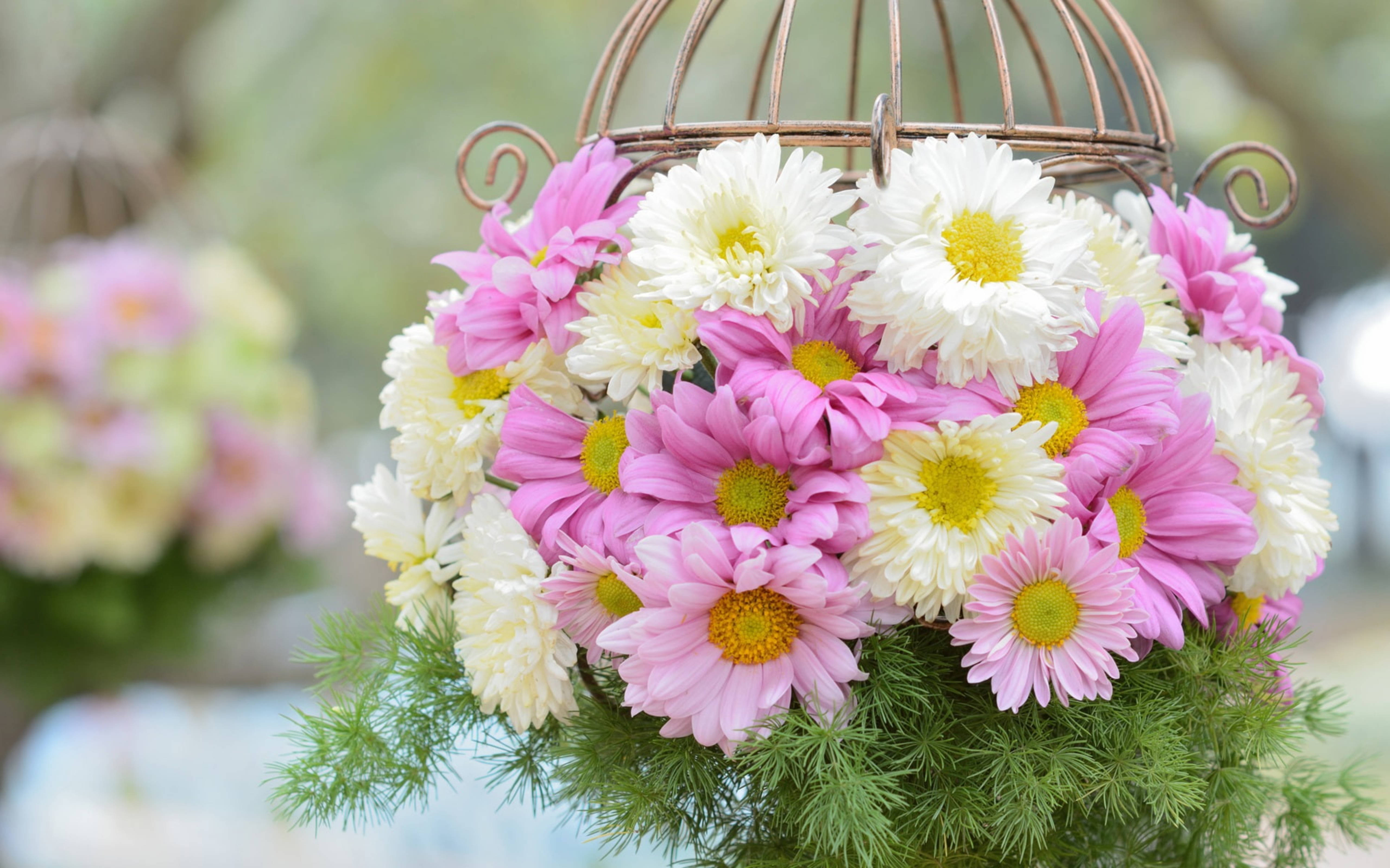 Chrysanthemum 桌布 壁紙 — 一個充滿活力的掛籃，裝滿粉紅色和白色的雛菊和綠色植物，背景是柔和模糊的花園。