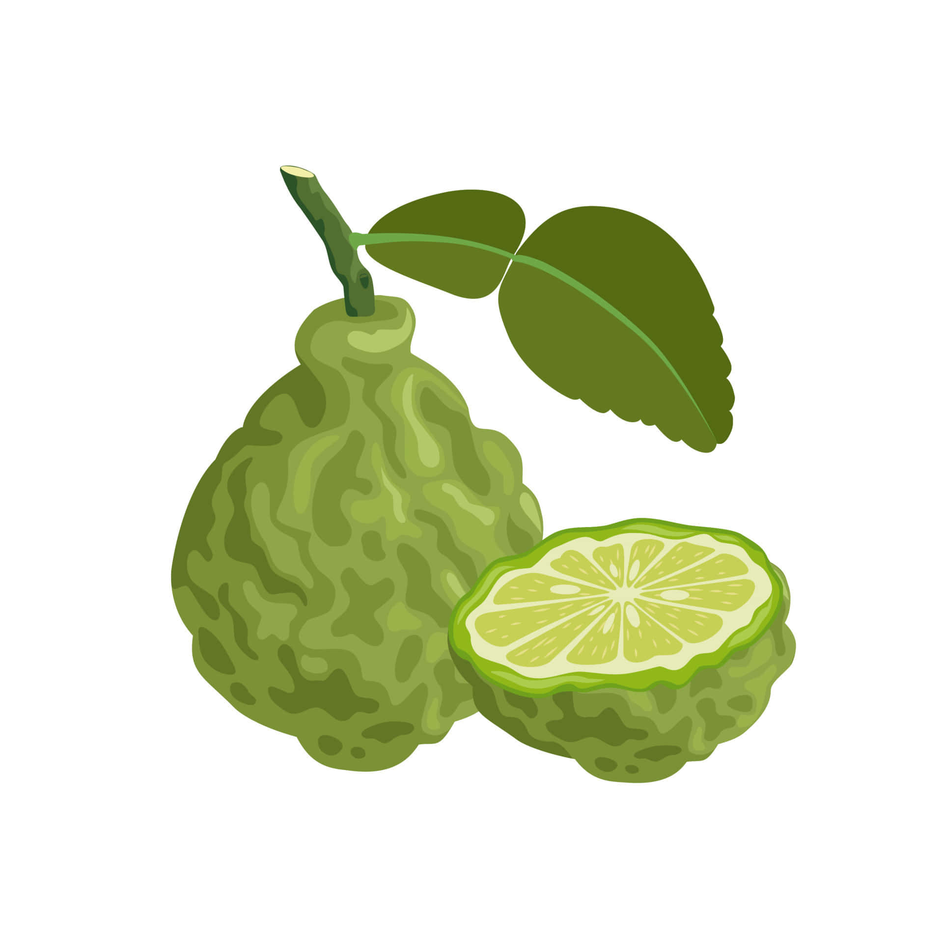citrus 桌布 壁紙 — 一個充滿活力的插圖，展示完整和切片的泰國青檸（連葉），背景是乾淨的白色。