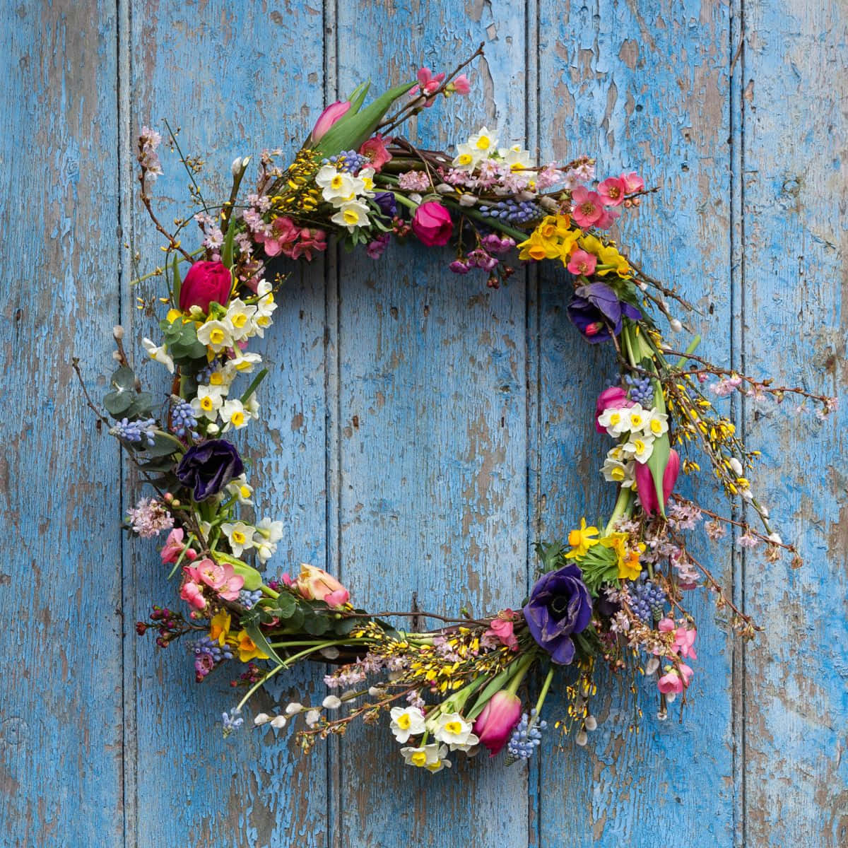 Spring Wreaths 桌布 壁紙 — 一個充滿活力的春季花卉花環，包含鬱金香、水仙花和漿果，掛在風化的藍色木門上。