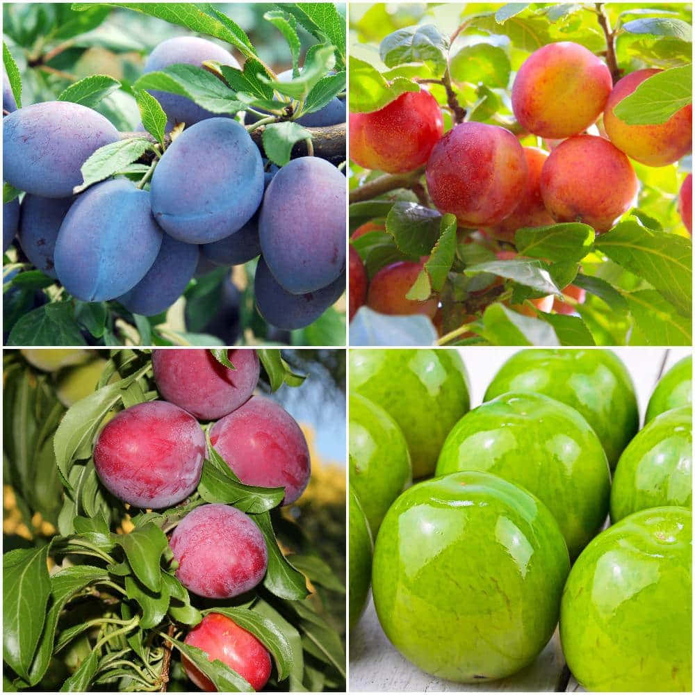 Fruits 桌布 壁紙 — 一個充滿活力的李子拼貼畫，顏色從紫色到綠色，生長在樹上並堆疊在一起。