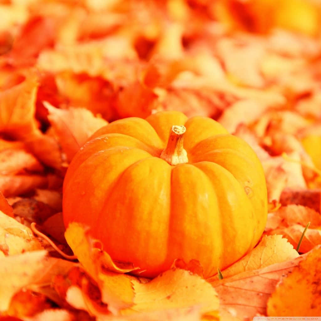 Fall 桌布 壁紙 — 一個充滿活力的橙色南瓜躺在溫暖金色光線中的落葉堆上。