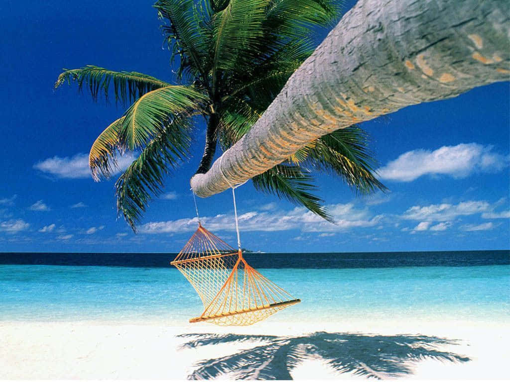 Relax 桌布 壁紙 — 一個充滿活力的橙色吊床掛在茂密的棕櫚樹上，位於純淨的白色沙灘上，天空清澈湛藍。