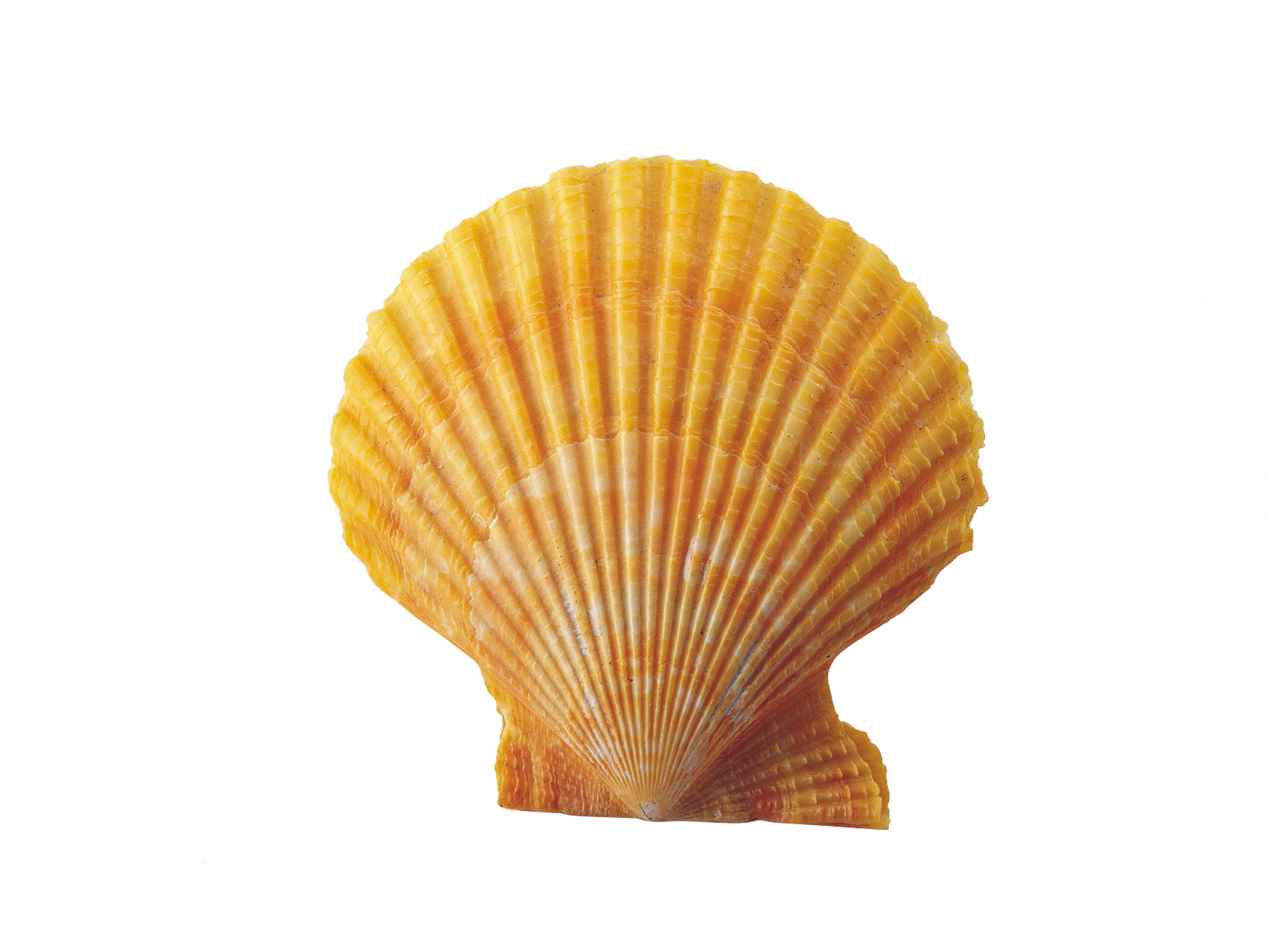 Sea Shell 桌布 壁紙 — 一個充滿活力的橙色扇貝殼，帶有放射狀的脊線，在 stark 黑色背景上脫穎而出。