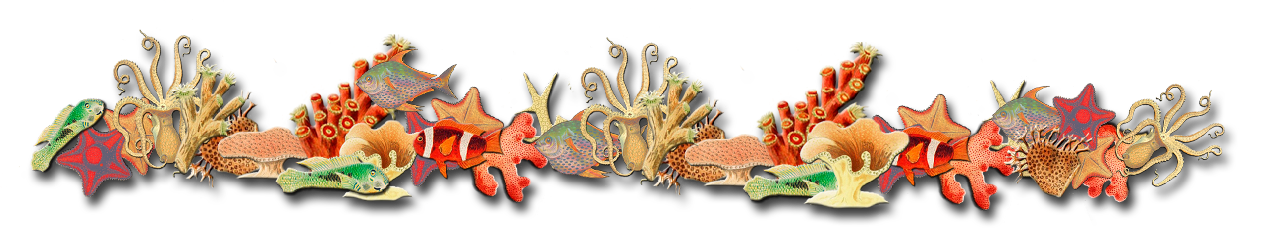 coral 桌布 壁紙 — 一個充滿活力的水下場景，色彩繽紛的海星、海葵和小丑魚排列成裝飾性的水平邊框。