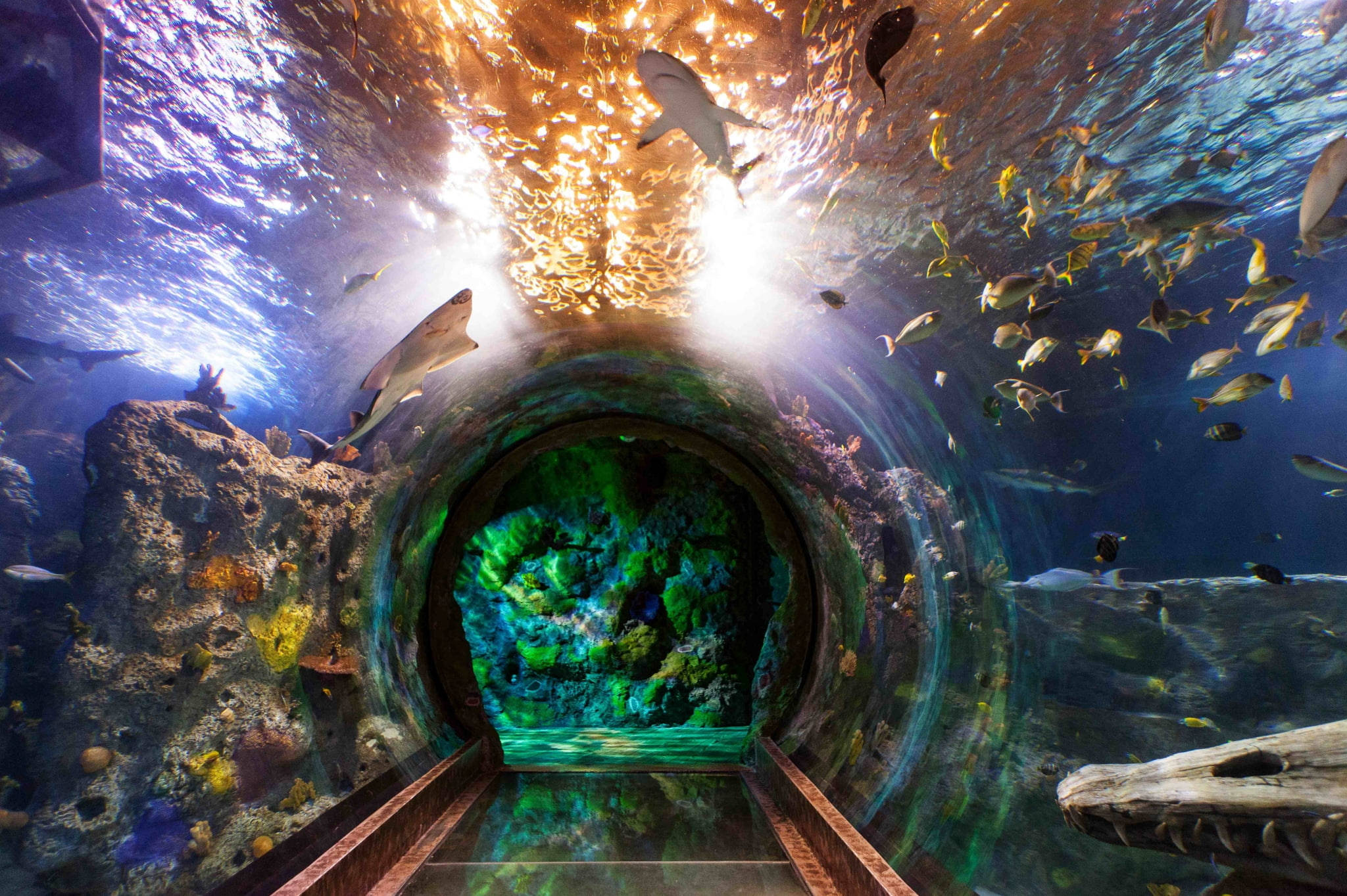 Aquarium 桌布 壁紙 — 一個充滿活力的水下隧道水族館，鯊魚和色彩繽紛的魚類在頭頂和珊瑚礁周圍游動。