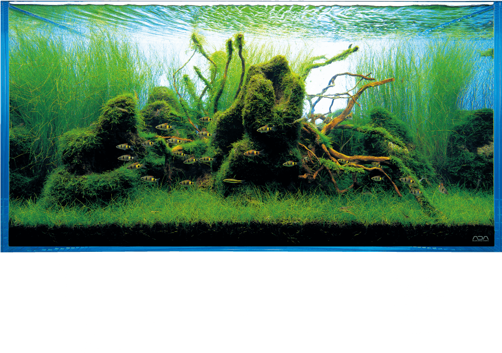 Aquarium 桌布 壁紙 — 一個充滿活力的水下魚缸場景，有茂密綠色苔蘚覆蓋的浮木和成群的小魚在高高的水草間游動。