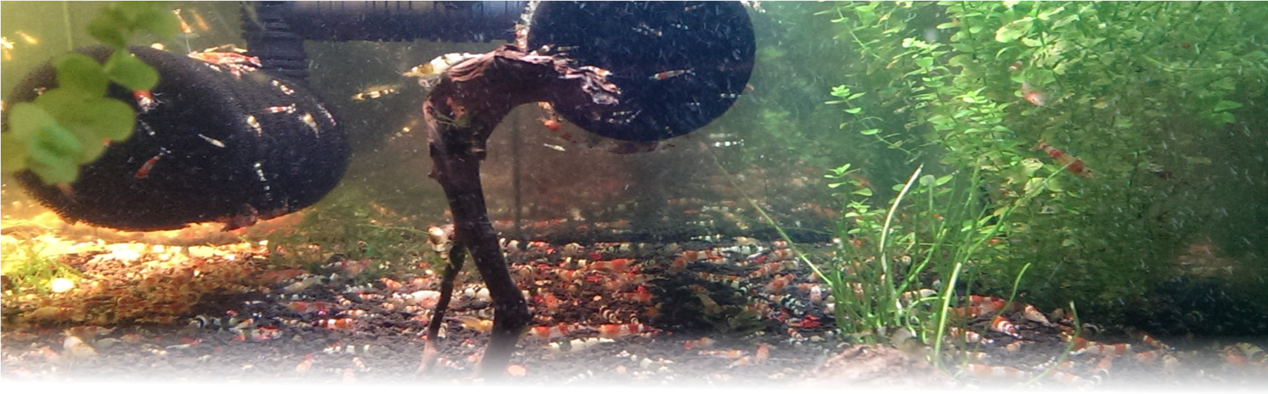 水下動畫 桌布 壁紙 — 一個充滿活力的水族箱場景，有彩色礫石、茂盛的綠色植物，以及裝飾性沉木和黑色過濾管附近游動的小魚。