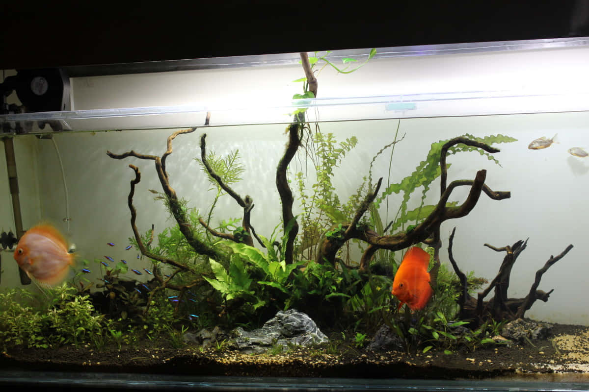 Best Fish 桌布 壁紙 — 一個充滿活力的水族箱場景，橙色神仙魚在明亮的燈光下，在茂密的綠色植物和深色沉木之間游動。