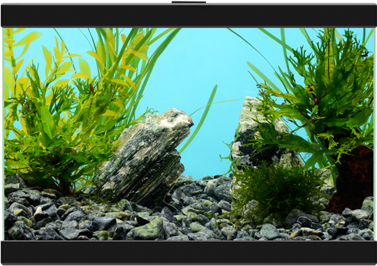 水下動畫 桌布 壁紙 — 一個充滿活力的水族箱場景，翠綠的植物和紋理岩石點綴在深色礫石中，背景是明亮的藍色。