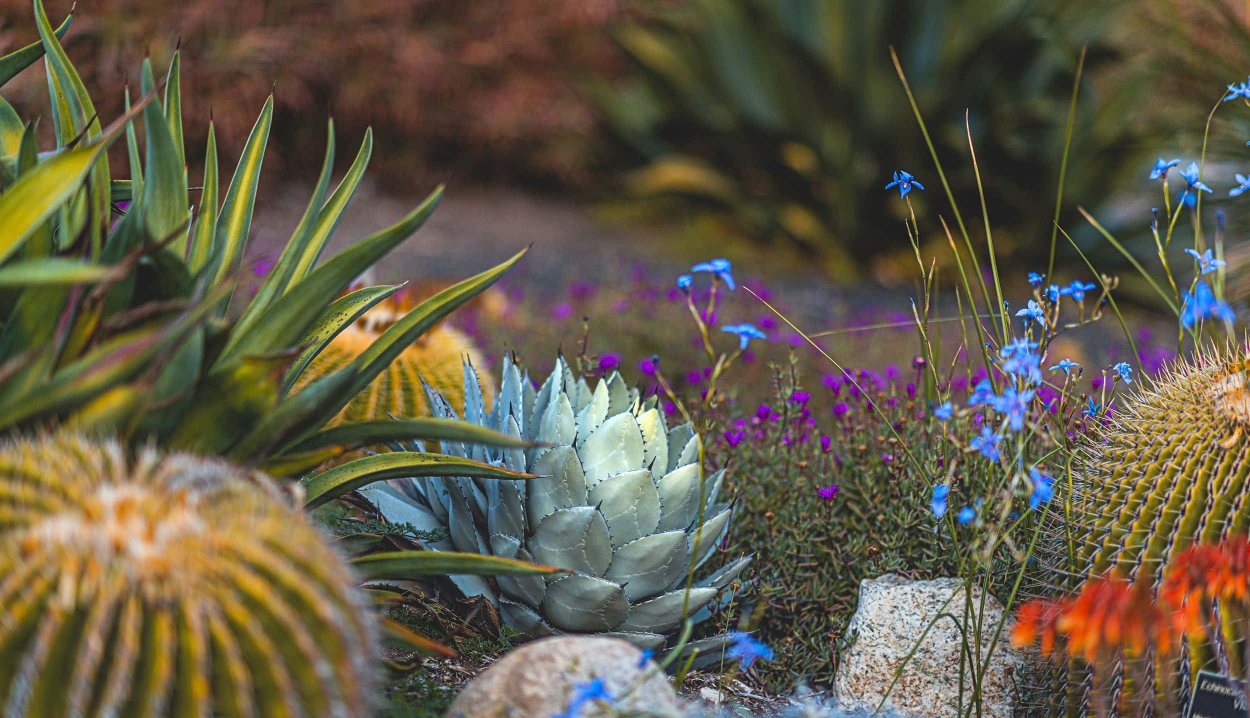 succulent 桌布 壁紙 — 一個充滿活力的沙漠花園，特色是尖刺的龍舌蘭仙人掌和色彩繽紛的藍紫色花朵在岩石間生長。