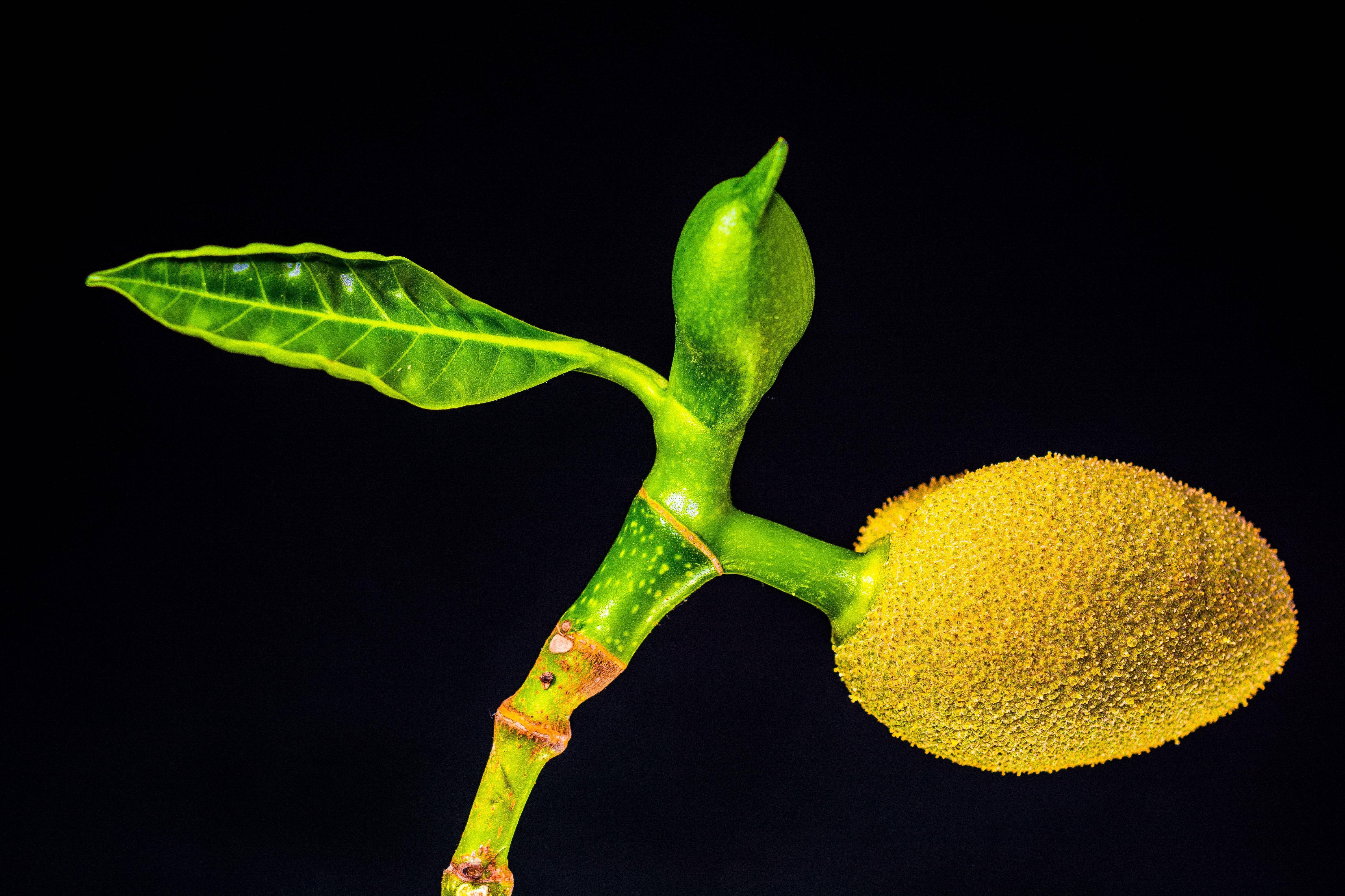 Food Photography 桌布 壁紙 — 一個充滿活力的波羅蜜，帶有葉子和花蕾，生長在莖上，背景是純黑色。