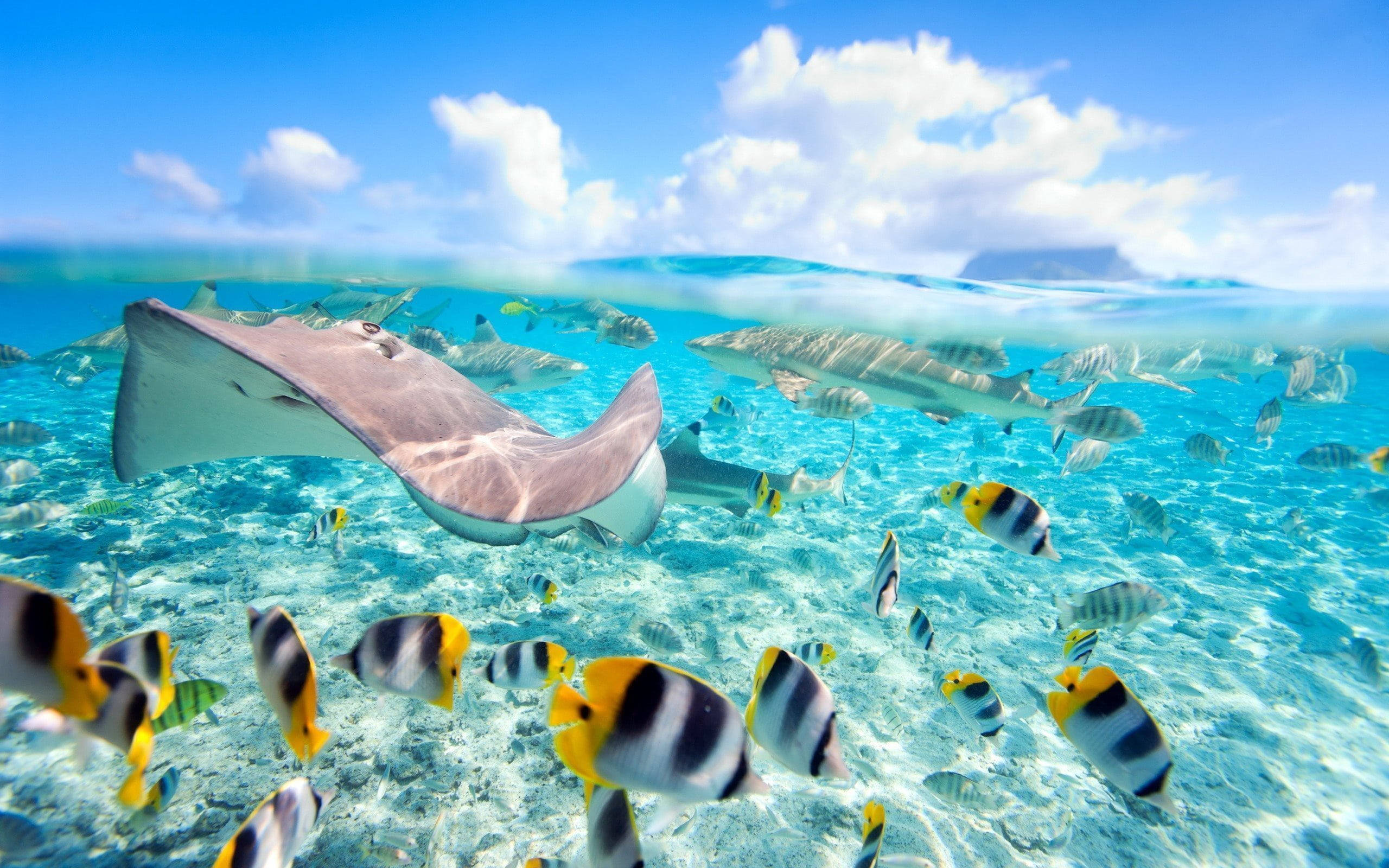 魚 桌布 壁紙 — 一個充滿活力的海底場景，一條大魟魚在沙質海床上滑行，周圍環繞著色彩繽紛的熱帶魚和鯊魚，靠近水面。
