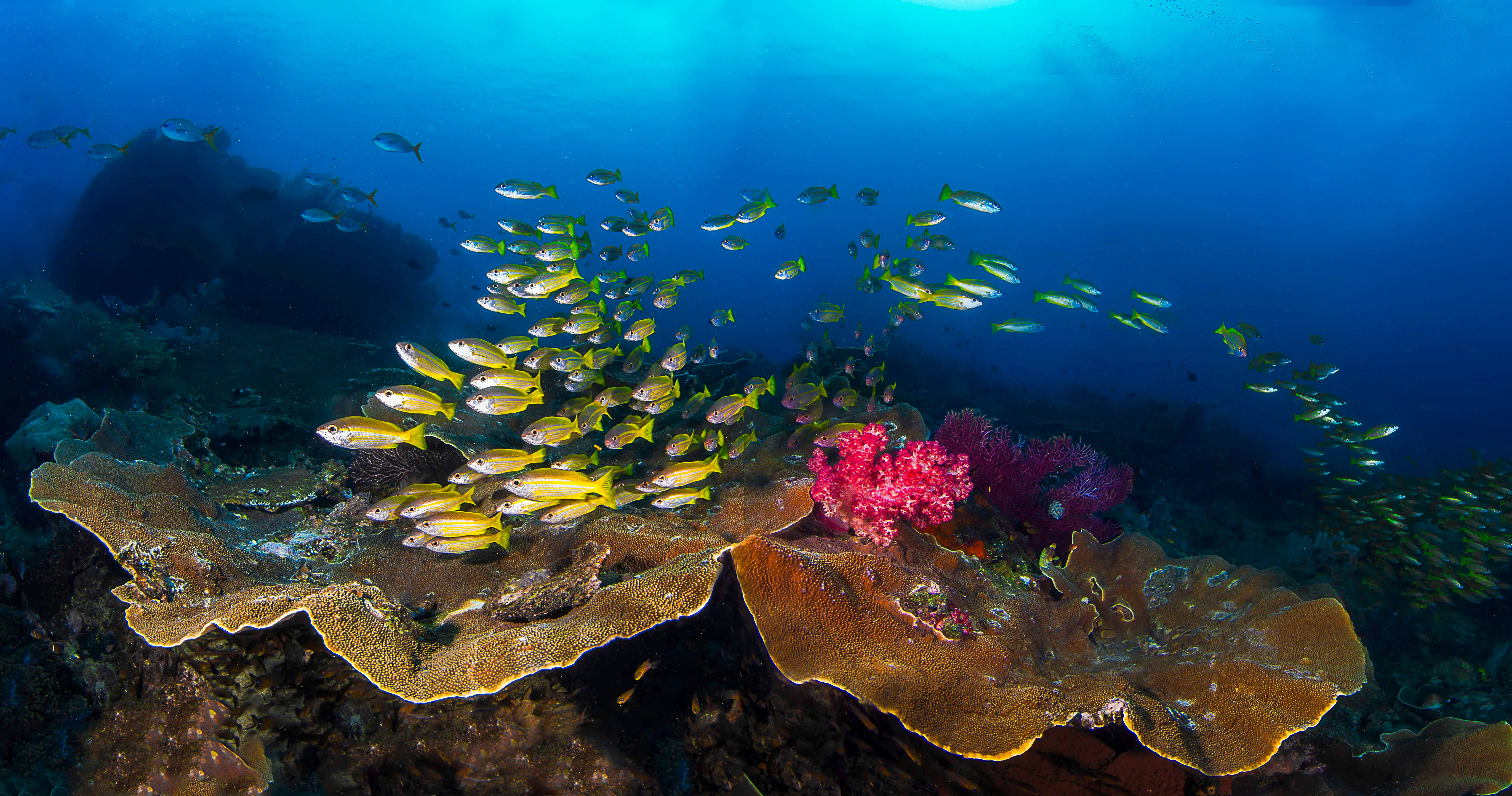 魚 桌布 壁紙 — 一個充滿活力的海底場景，一群黃色魚在藍色海洋光下在色彩繽紛的珊瑚形成附近游動。