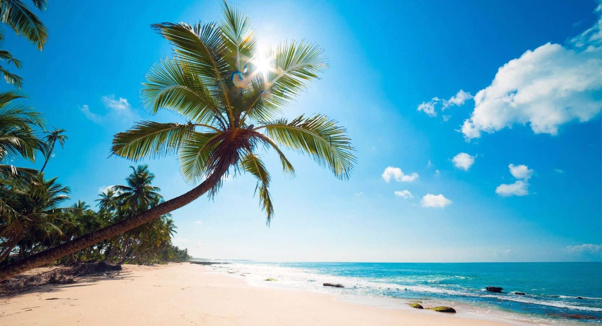 HD Beach 桌布 壁紙 — 一個充滿活力的熱帶海灘，一棵傾斜的棕櫚樹在明亮的藍天和碧綠海洋的襯托下形成剪影。