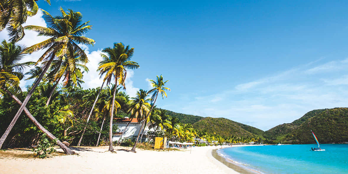 Caribbean Island 桌布 壁紙 — 一個充滿活力的熱帶海灘，有白色沙灘、棕櫚樹和碧綠的海水，在清澈的藍天下。