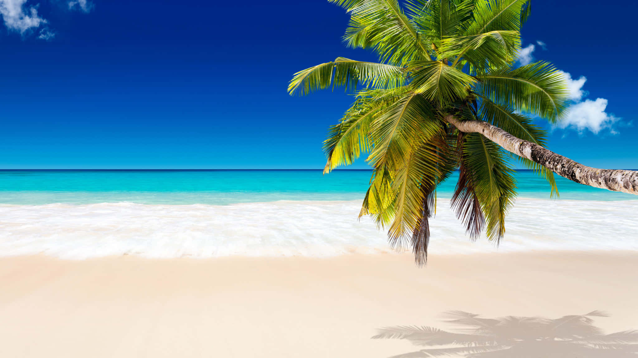 Beach Palm Trees 桌布 壁紙 — 一個充滿活力的熱帶海灘，有碧綠的海水、白色的沙灘和一棵茂盛的綠色棕櫚樹在晴朗的藍天下斜倚在海岸上。