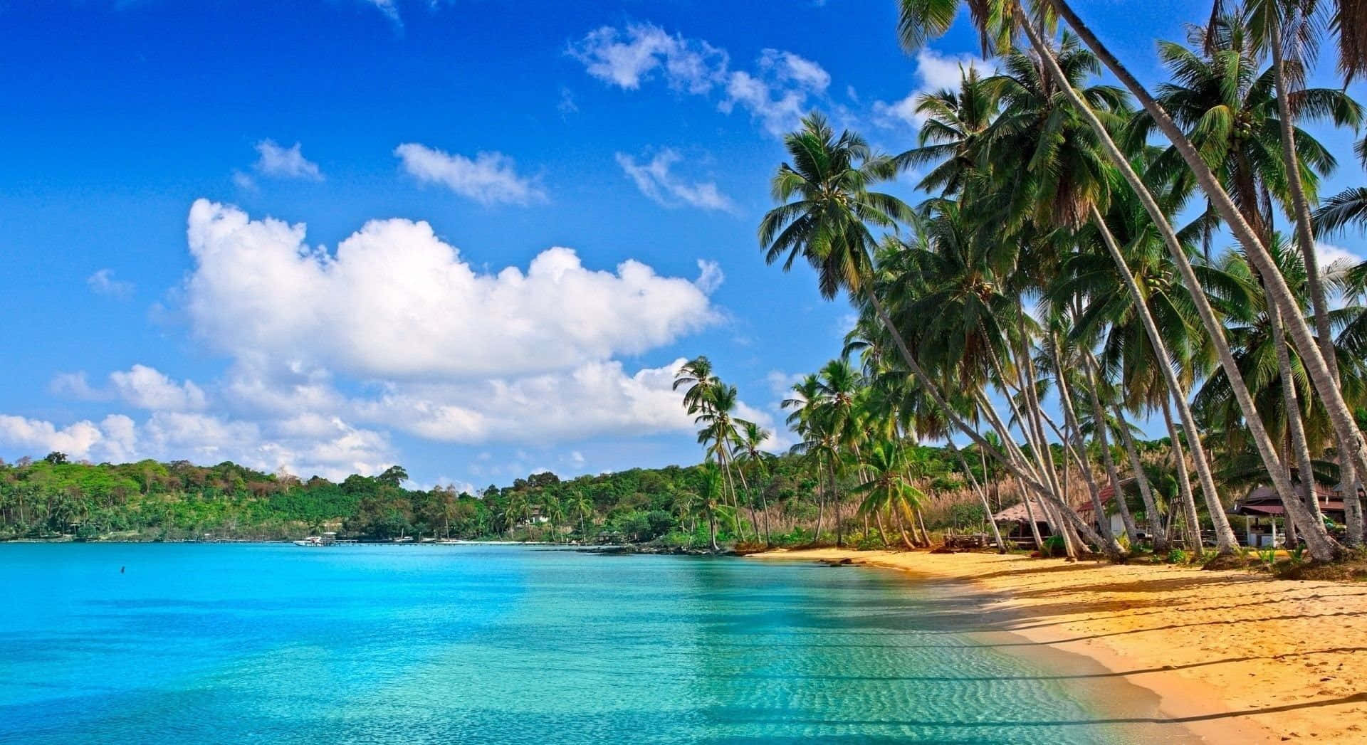 HD Beach 桌布 壁紙 — 一個充滿活力的熱帶海灘，有碧綠的海水、金色的沙灘和高大的棕櫚樹，在明亮的藍天和白雲下搖曳。