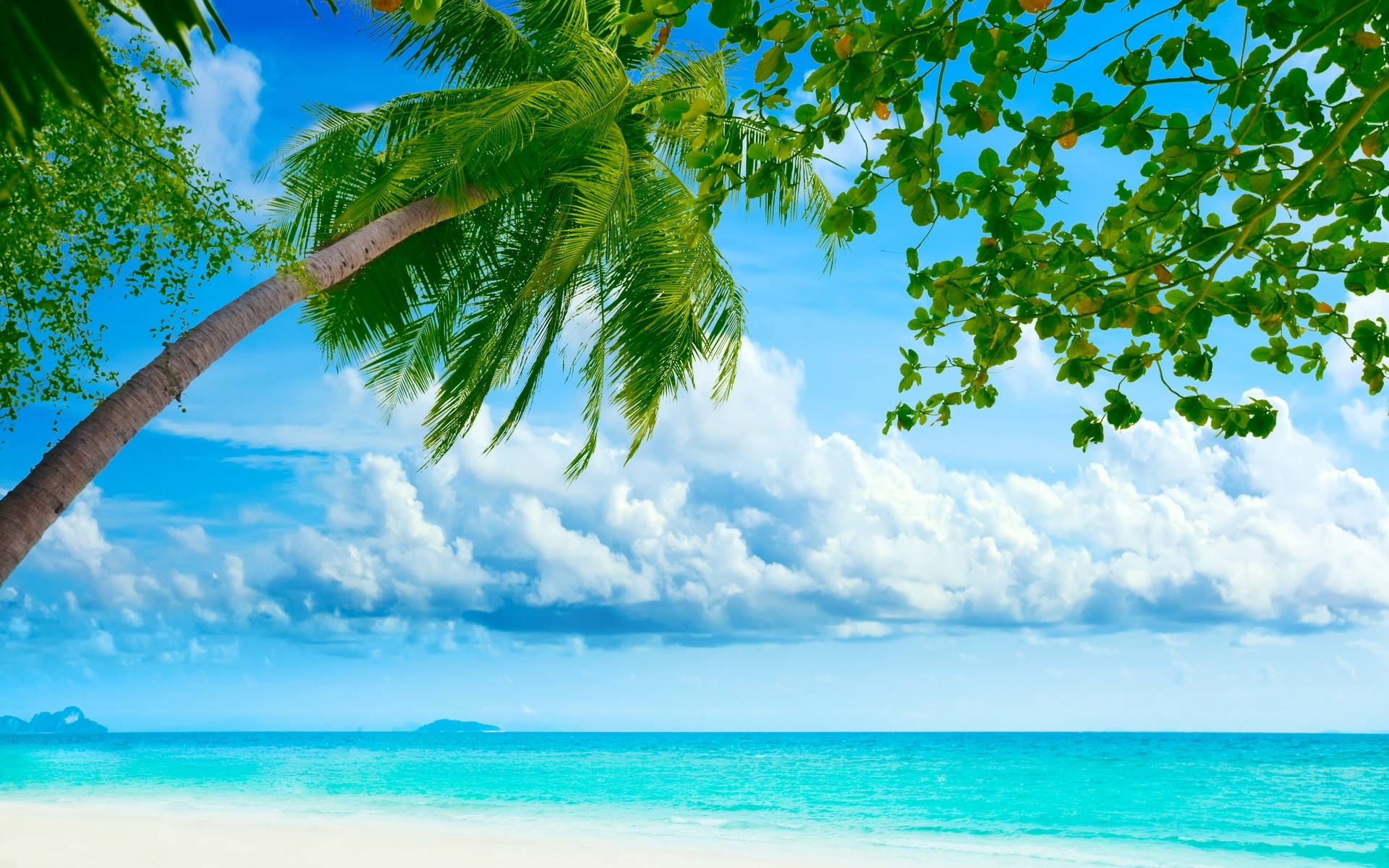 Moving 桌布 壁紙 — 一個充滿活力的熱帶海灘場景，有碧綠的海水、白色的沙灘和一棵傾斜的棕櫚樹，襯托著藍天白雲。