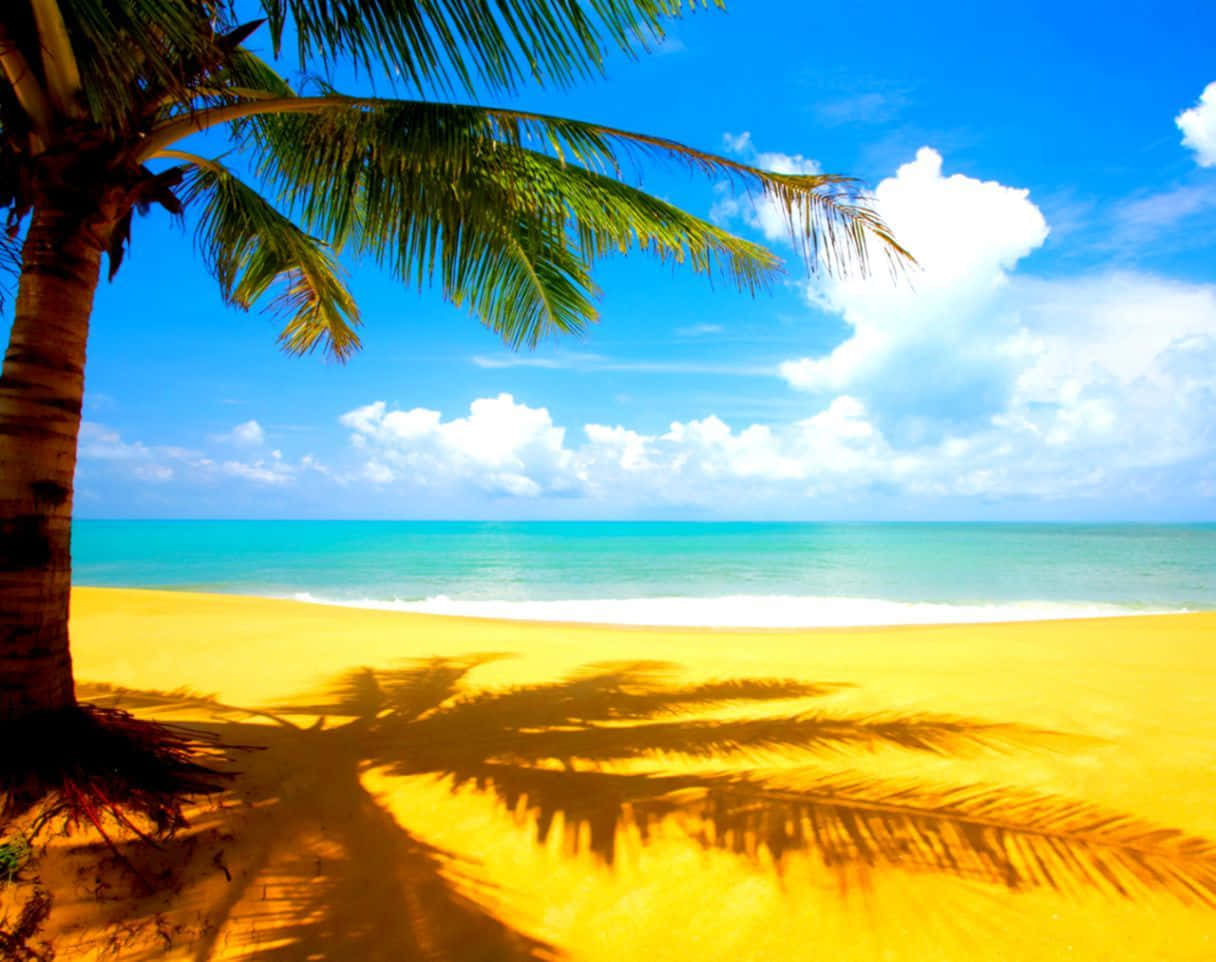 夏天 桌布 壁紙 — 一個充滿活力的熱帶海灘場景，棕櫚樹在金色沙灘上投下長長的影子，明亮的藍天上有蓬鬆的白雲。