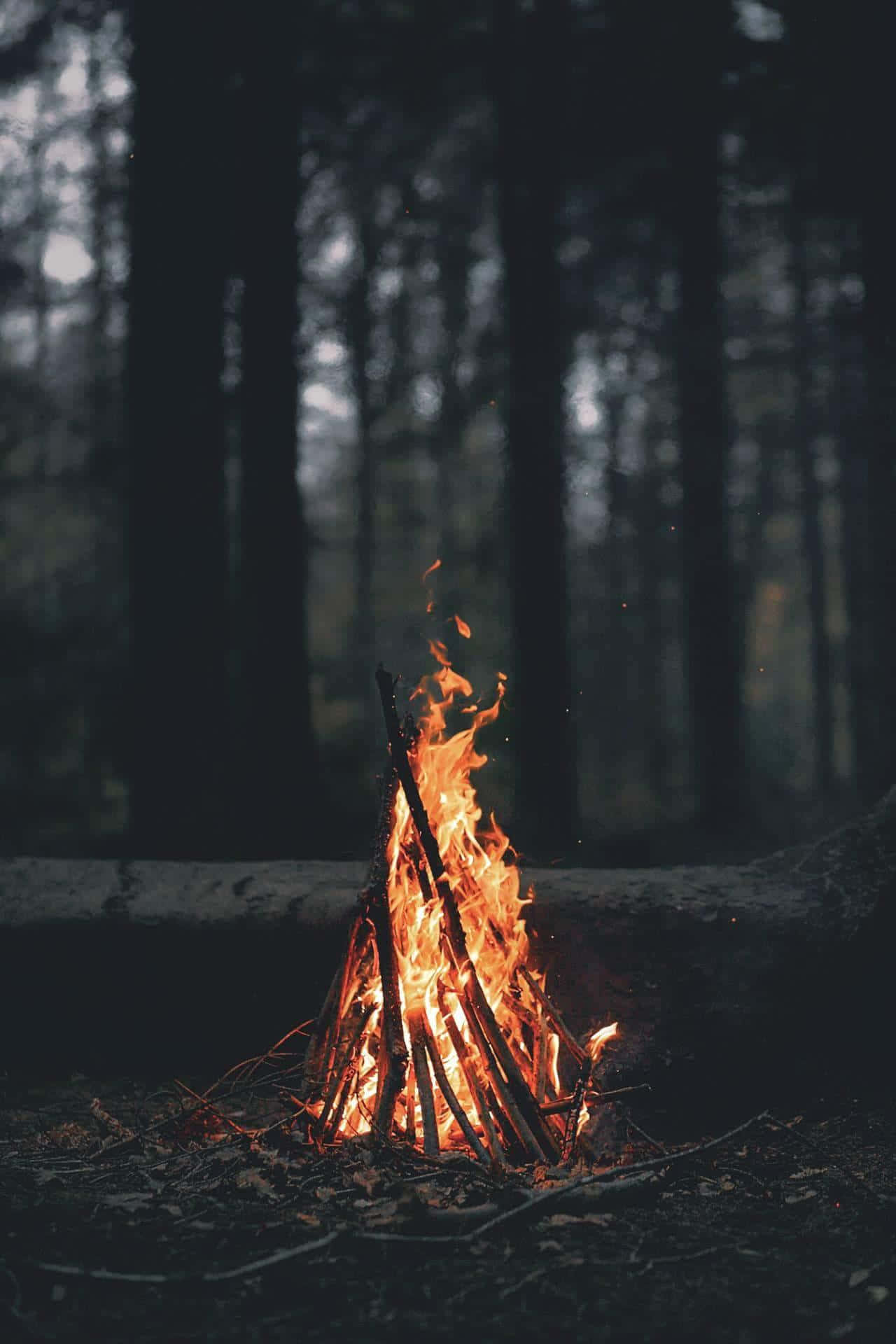 Cozy Fire 桌布 壁紙 — 一個充滿活力的營火在黑暗的森林中夜間劈啪作響，高大的樹木在背後形成剪影。