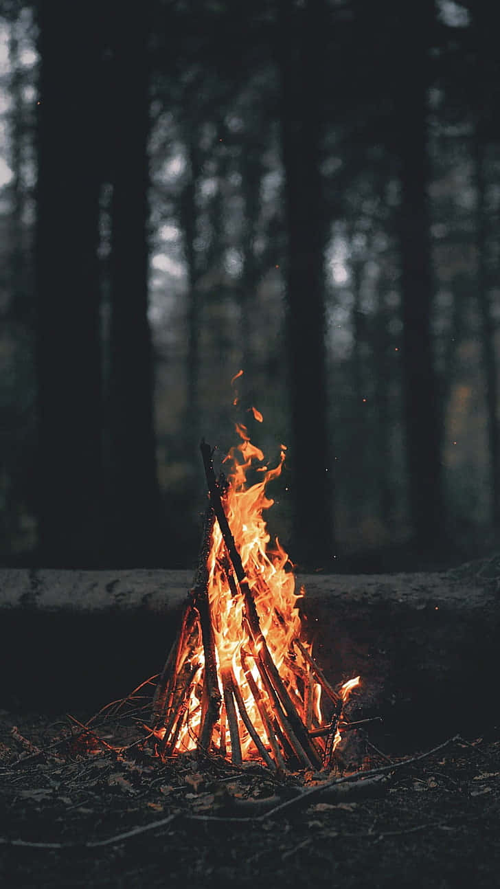 Camping 桌布 壁紙 — 一個充滿活力的營火在黑暗的森林中明亮地燃燒，將溫暖的光芒投射在周圍的樹木和倒下的原木上。