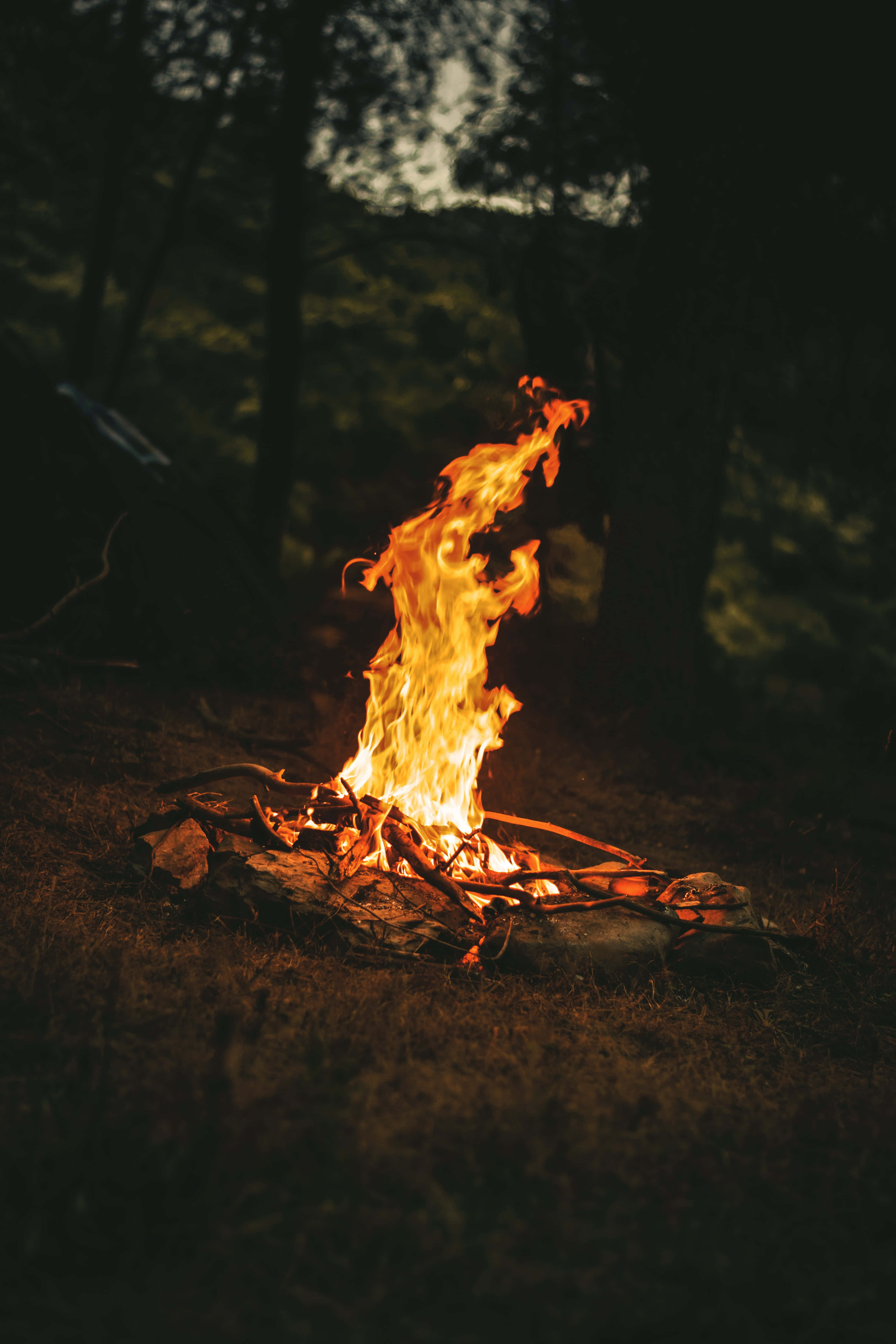 Bonfire 桌布 壁紙 — 一個充滿活力的營火在黑暗的森林空地中劈啪作響並舞動，將溫暖的光芒投射在周圍的樹木和乾草上。
