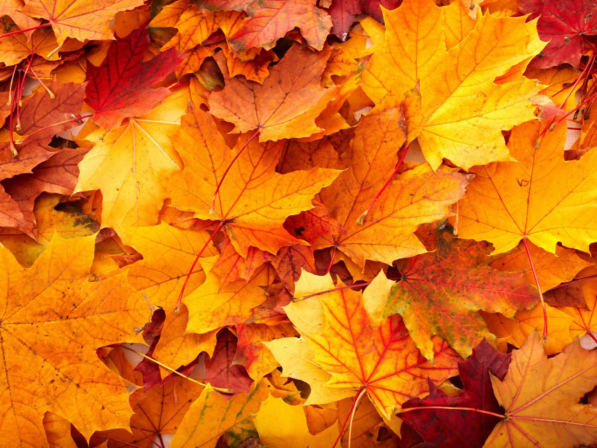 Fall Leaves 桌布 壁紙 — 一個充滿活力的特寫，呈現出火紅橙和金黃秋色中重疊的楓葉。
