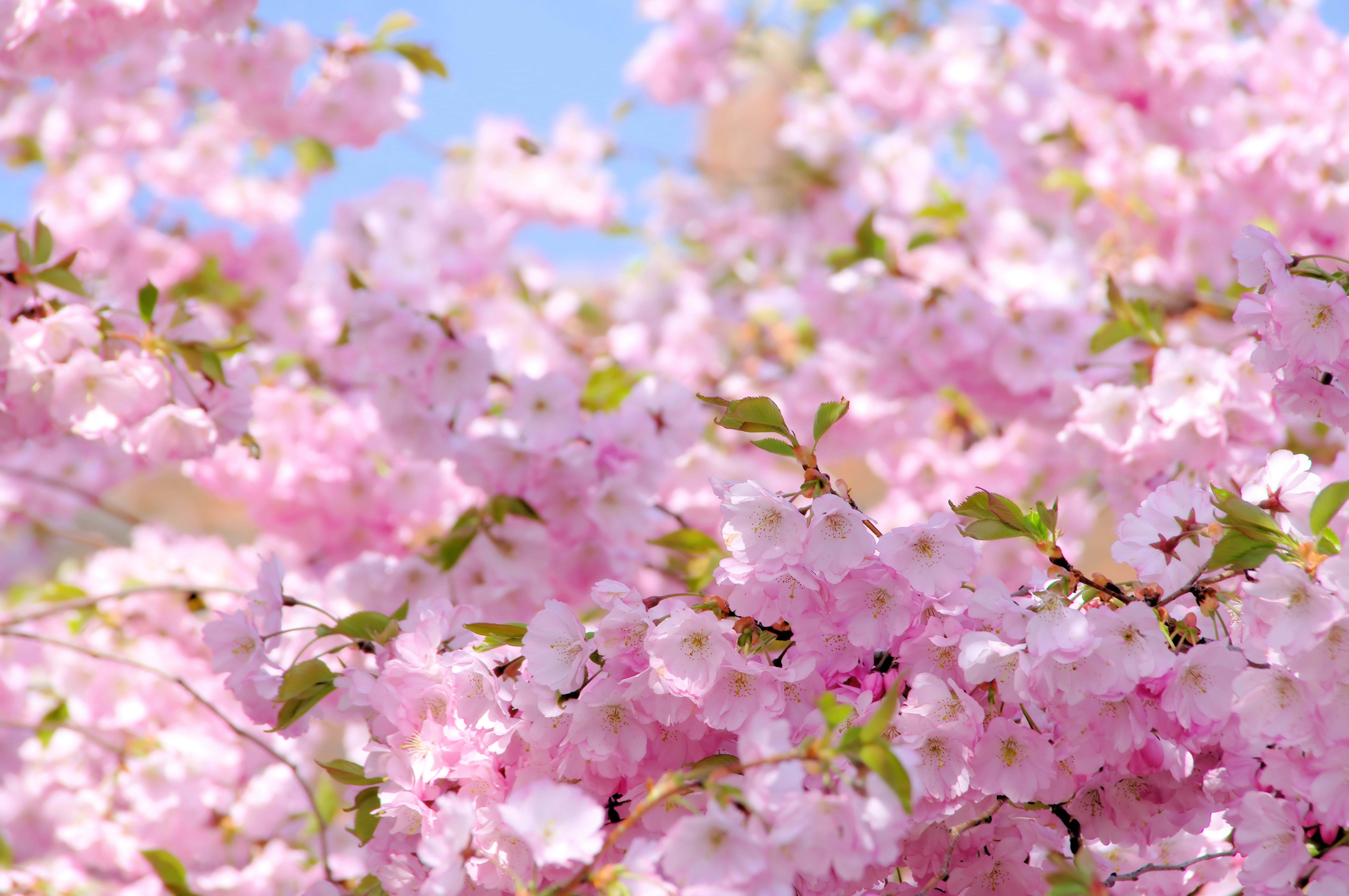 Sakura 桌布 壁紙 — 一個充滿活力的特寫，呈現嬌嫩的粉紅色櫻花在清澈的藍天下盛開，柔和陽光穿透其間。