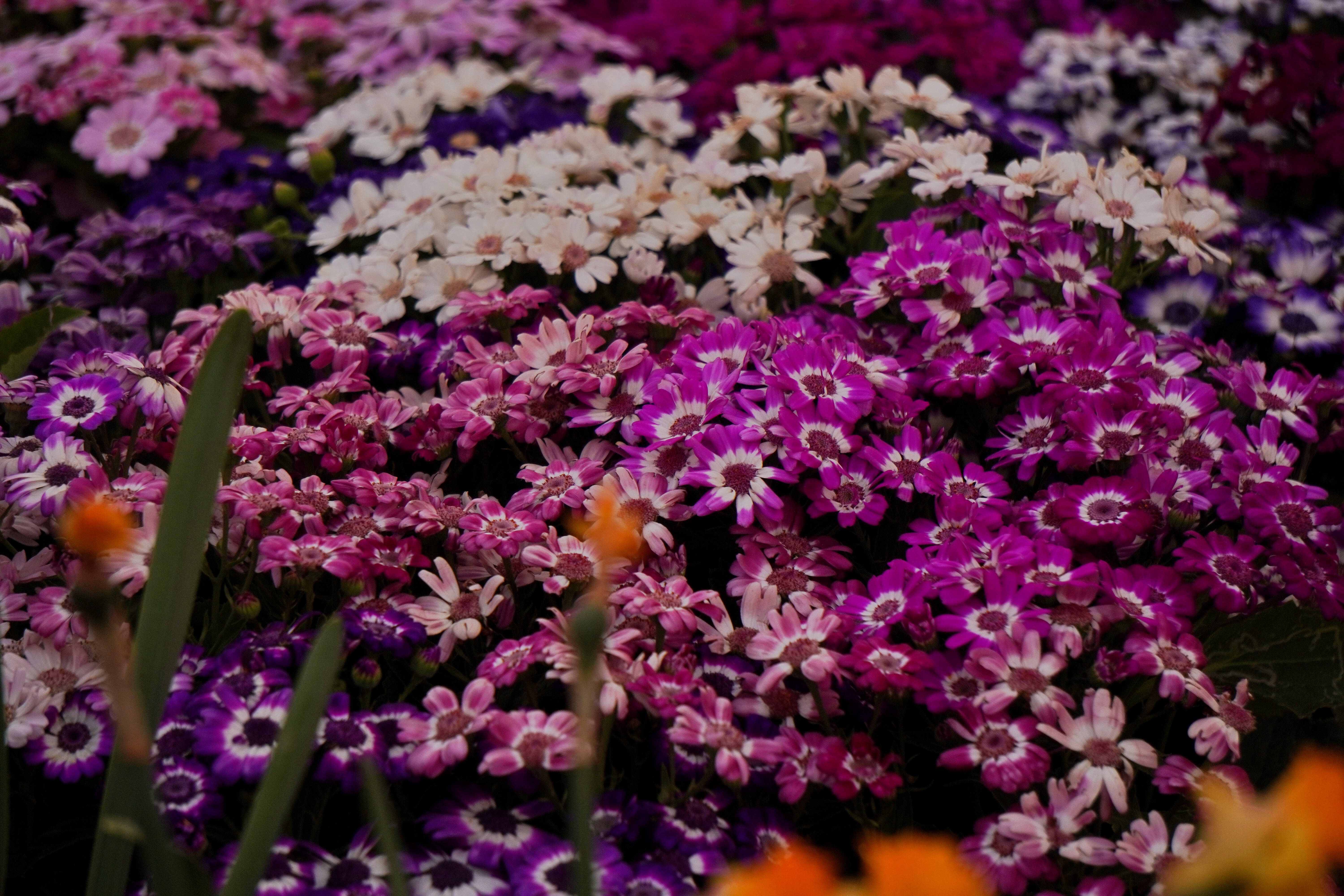 Flowers 桌布 壁紙 — 一個充滿活力的特寫，密集的紫色、粉紅色和白色雛菊，帶有深色中心，形成色彩繽紛的花卉掛毯。