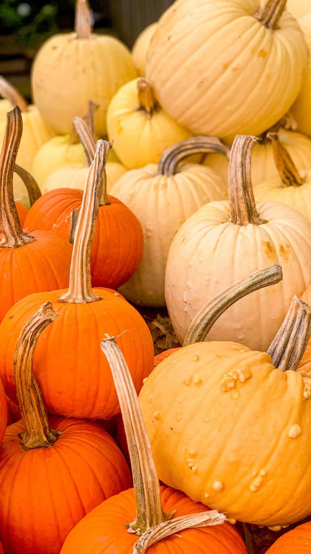 Autumn Pumpkin iPhone 桌布 壁紙 — 一個充滿活力的特寫，展示了各種橙色和淡黃色南瓜堆疊在一起，帶有紋理的莖。