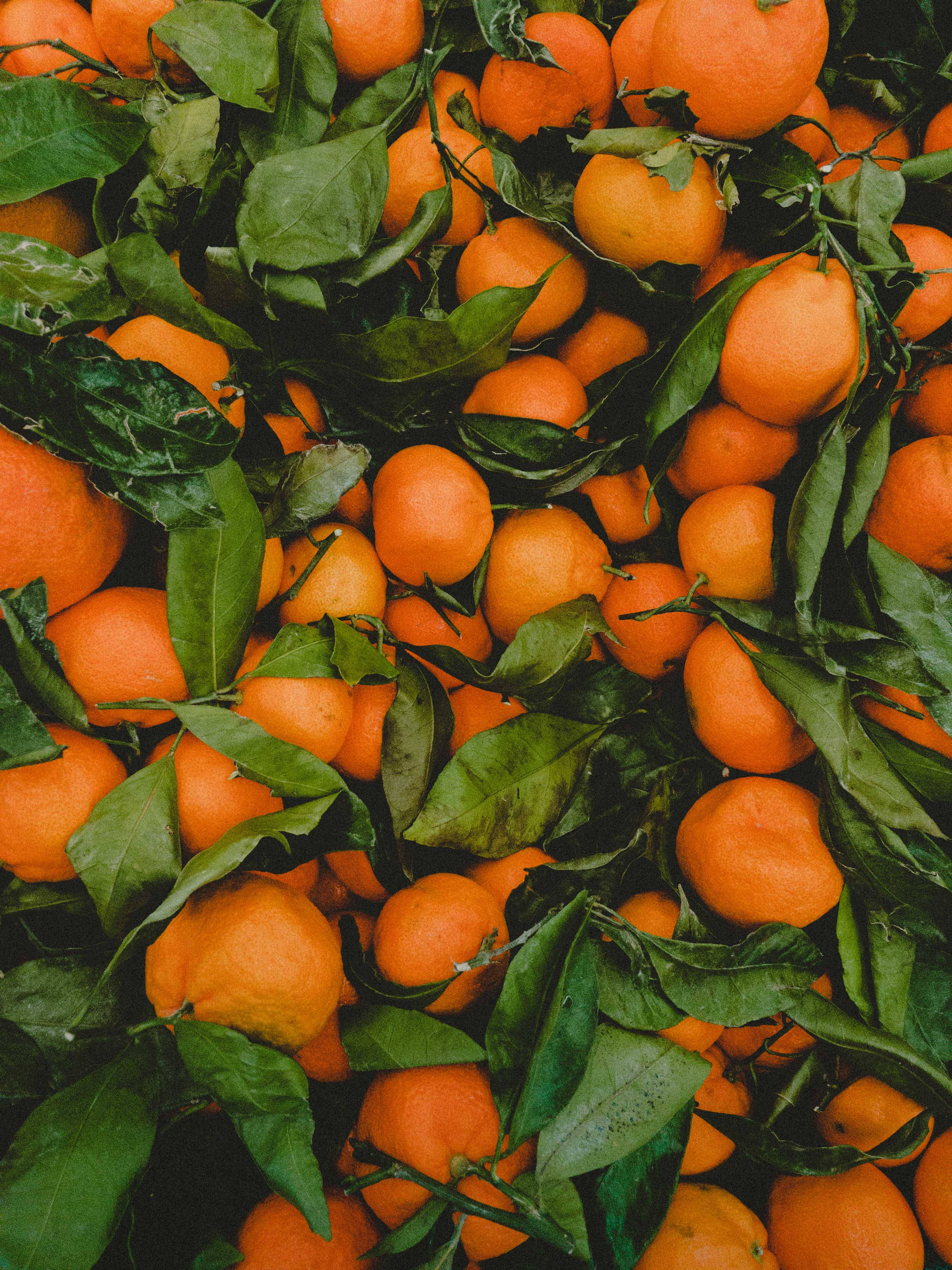 Fruit 桌布 壁紙 — 一個充滿活力的特寫，新鮮柳橙依偎在茂密的綠葉之間，展現自然紋理和豐富色彩。