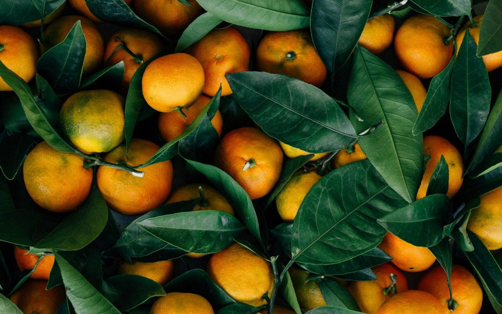 Fruits 桌布 壁紙 — 一個充滿活力的特寫，新鮮柳橙依偎在茂密的綠葉之間，帶有自然紋理和溫暖光線。