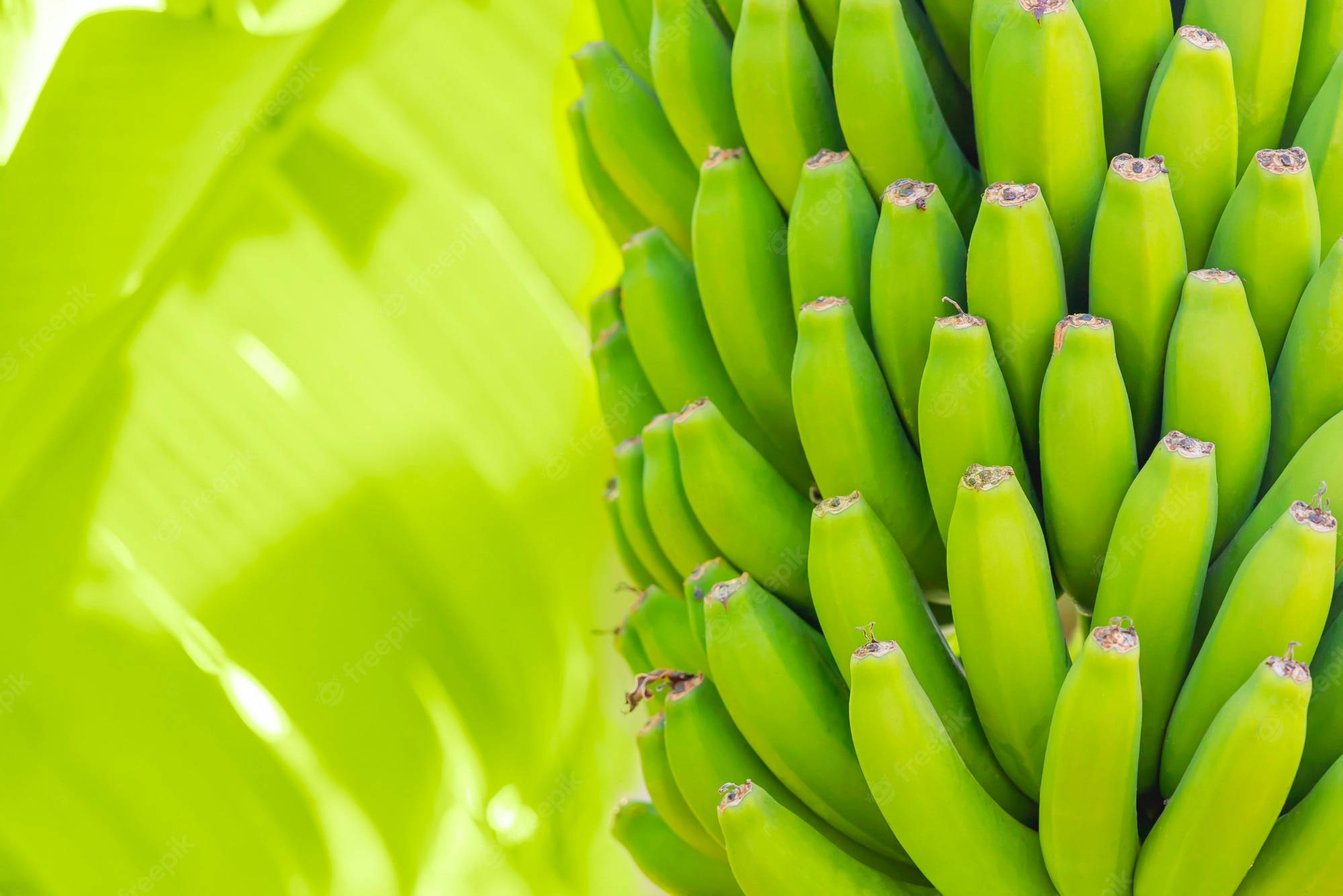 Plantain 桌布 壁紙 — 一個充滿活力的特寫，未成熟的綠色香蕉緊密地聚集在一大片香蕉葉上，在明亮的陽光下。