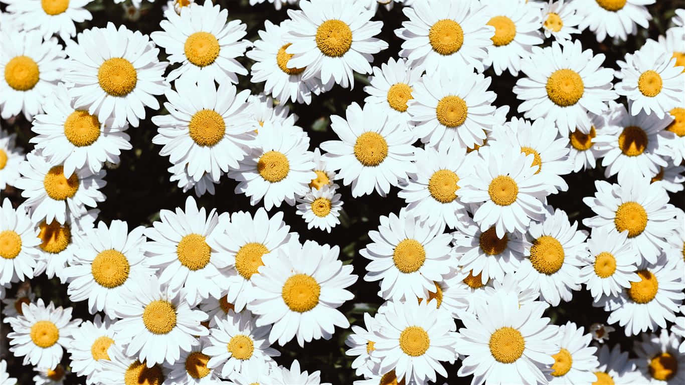 1366x768 Daisies 桌布 壁紙 — 一個充滿活力的特寫，無數白色雛菊帶有明亮的黃色花心，在陽光下密集盛開。