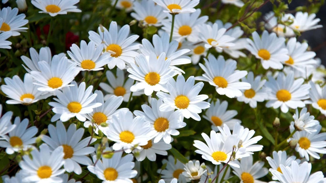 1366x768 Daisies 桌布 壁紙 — 一個充滿活力的特寫，白色雛菊帶有鮮黃色花心，在陽光下密集地盛開於茂盛的綠葉中。