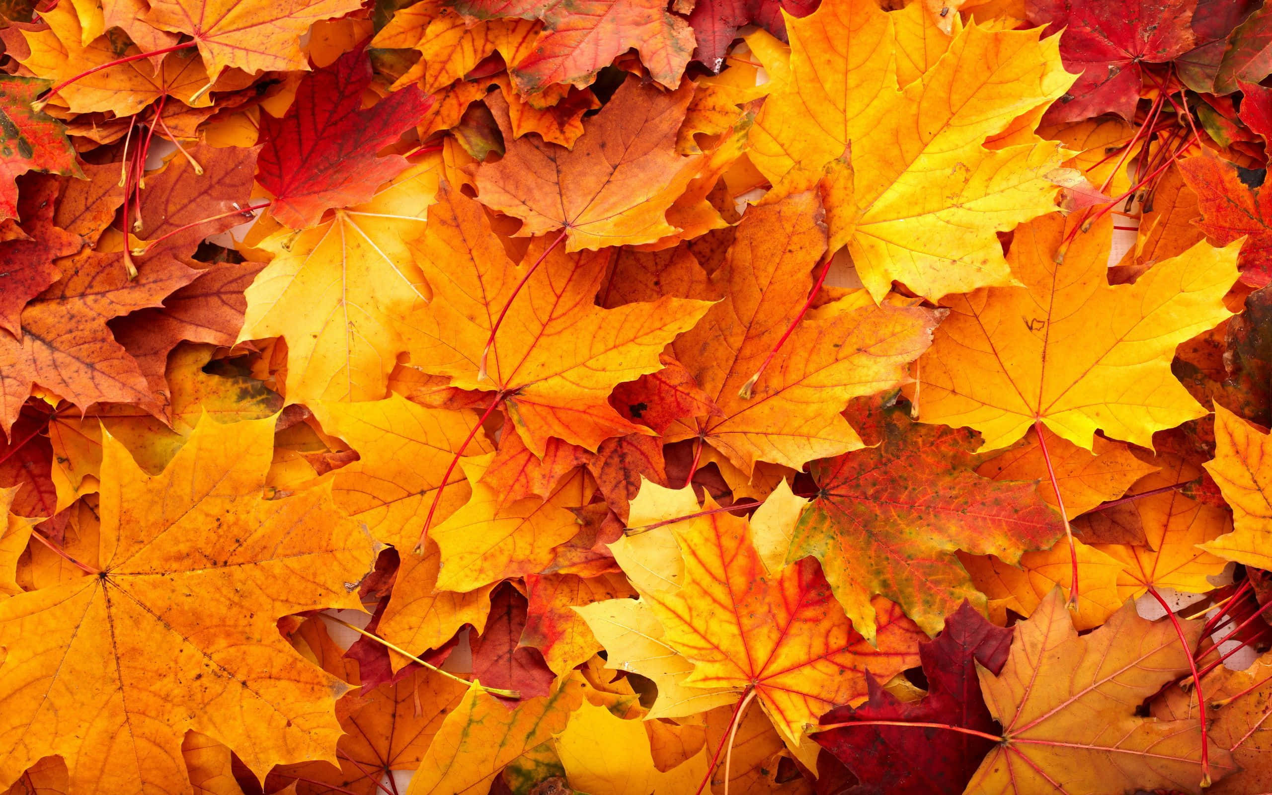 Fall 桌布 壁紙 — 一個充滿活力的特寫，重疊的楓葉呈現火紅橙和金黃的秋色。