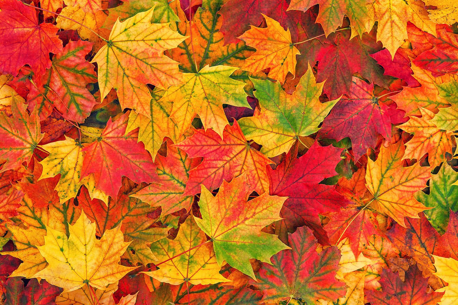 Fall Leaf 桌布 壁紙 — 一個充滿活力的特寫，重疊的楓葉呈現火紅、橙色和黃色，展現秋天的巔峰色彩。