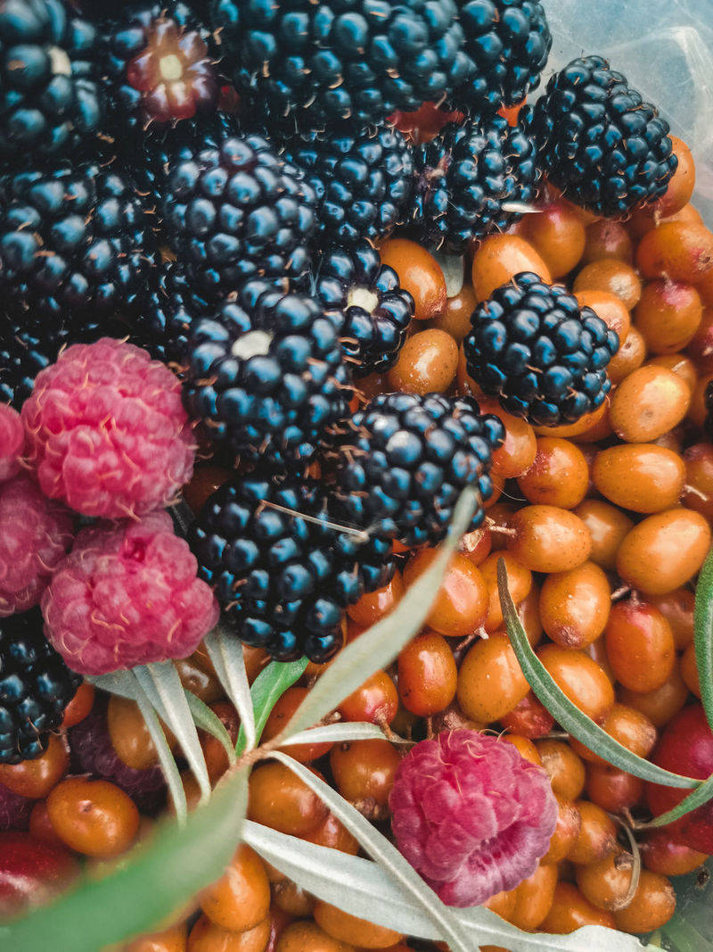 Berry 桌布 壁紙 — 一個充滿活力的特寫，飽滿的黑莓、覆盆子和橙色沙棘果實依偎在綠葉之間。