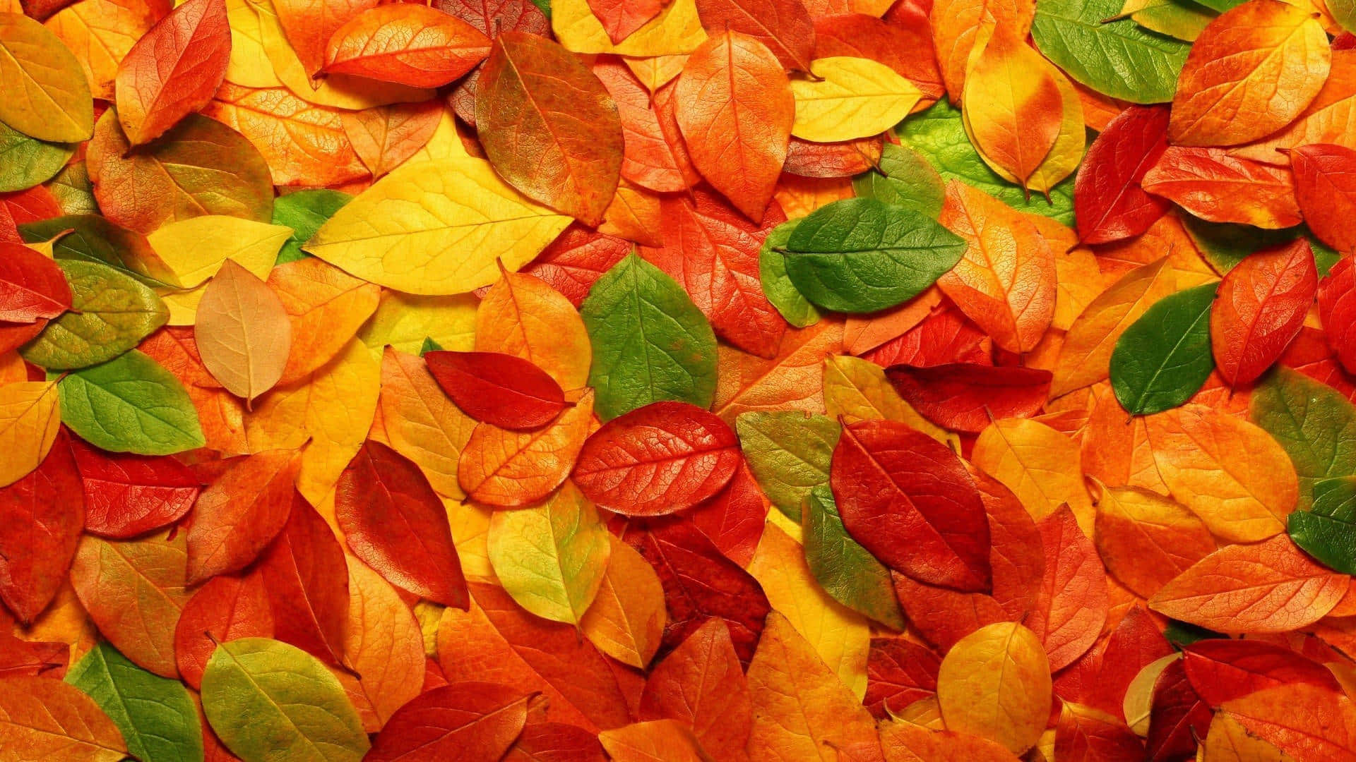 秋季桌面 桌布 壁紙 — 一個充滿活力的特寫鏡頭，呈現紅色、橙色、黃色和綠色的秋葉，密集地散落在整個畫面中。