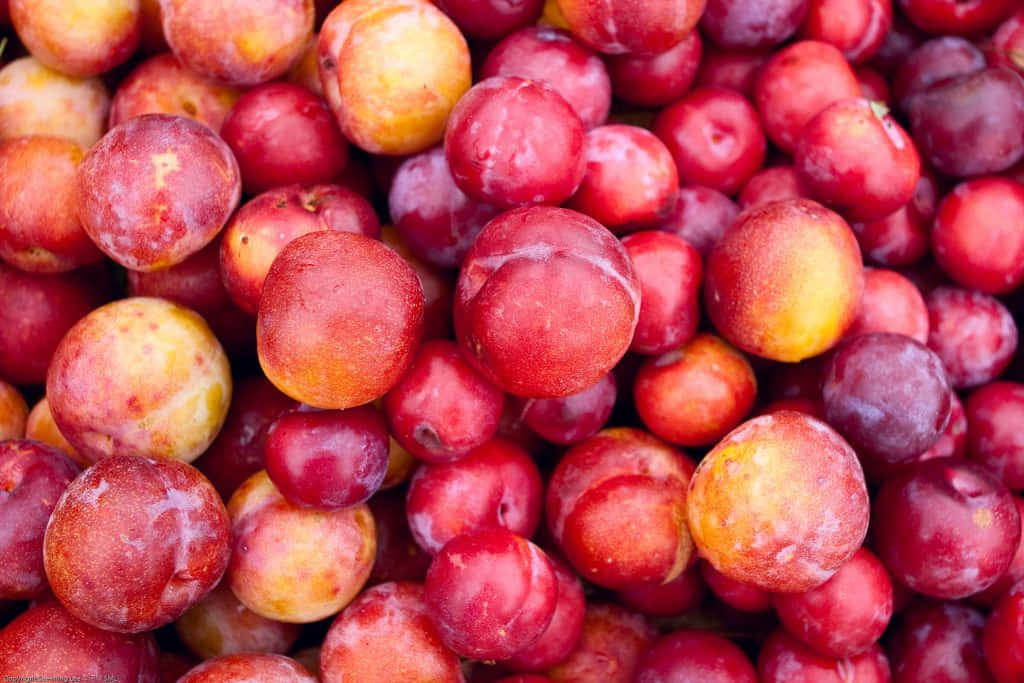 Purple Plums 桌布 壁紙 — 一個充滿活力的特寫鏡頭，展示一堆飽滿成熟的李子，帶有光澤的紅色和黃色果皮堆疊在一起。