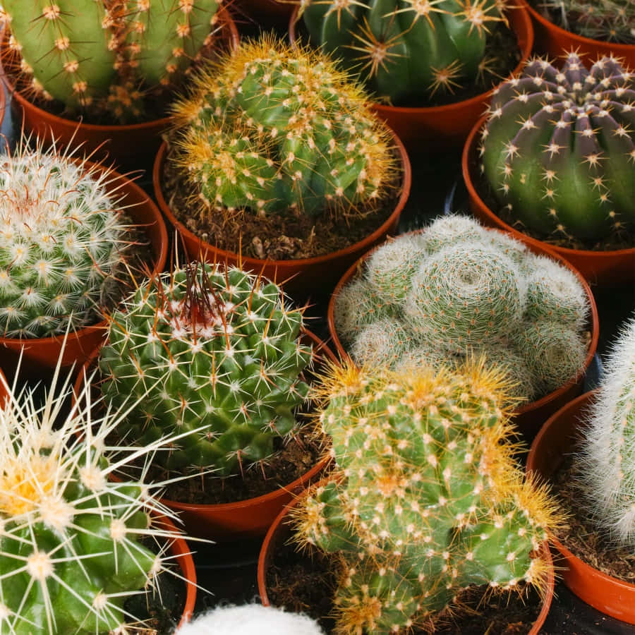 Cactus Plants 桌布 壁紙 — 一個充滿活力的特寫鏡頭，展示各種盆栽仙人掌，帶有尖刺的綠色身體和色彩繽紛的刺，種在陶盆中。