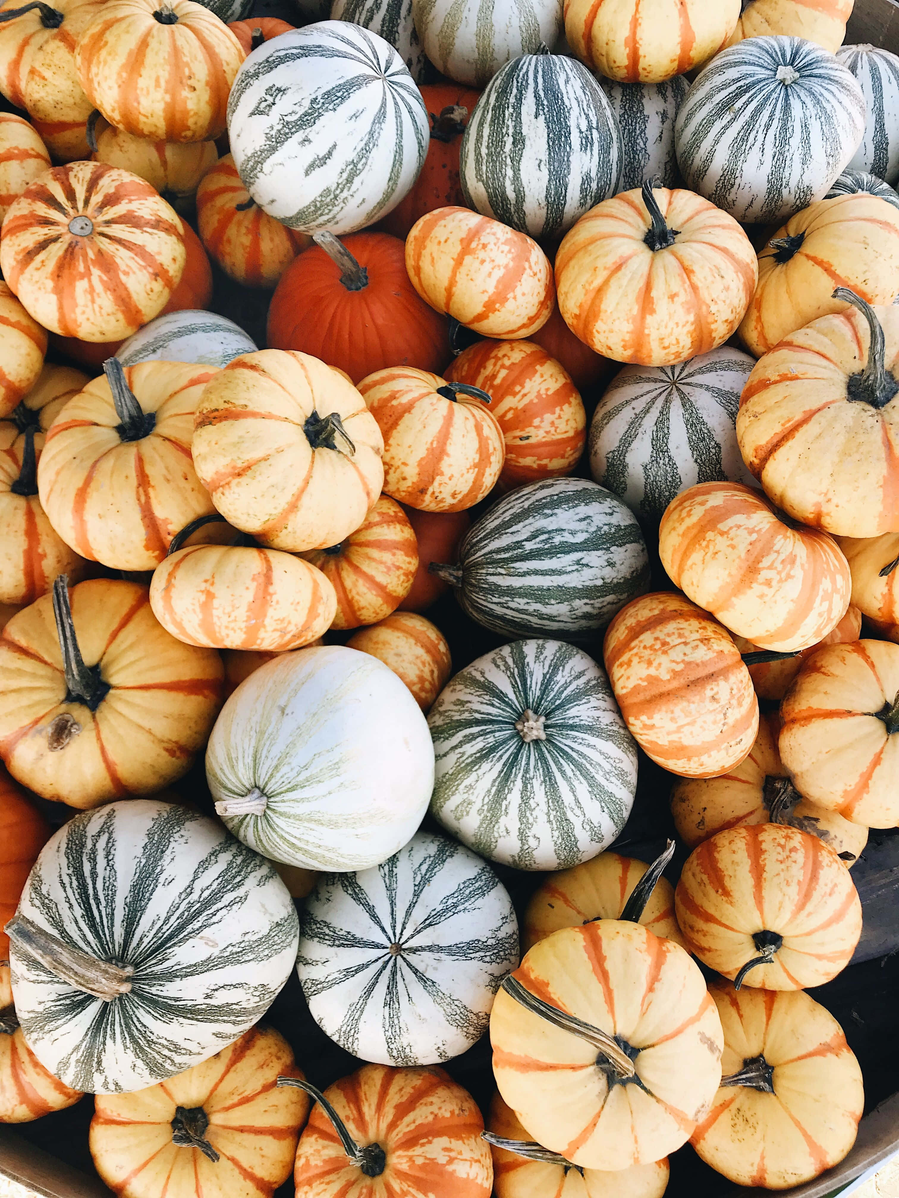 Pumpkin Patch 桌布 壁紙 — 一個充滿活力的特寫鏡頭，展示各種橙色、白色和綠色條紋圖案的南瓜堆疊在一起。