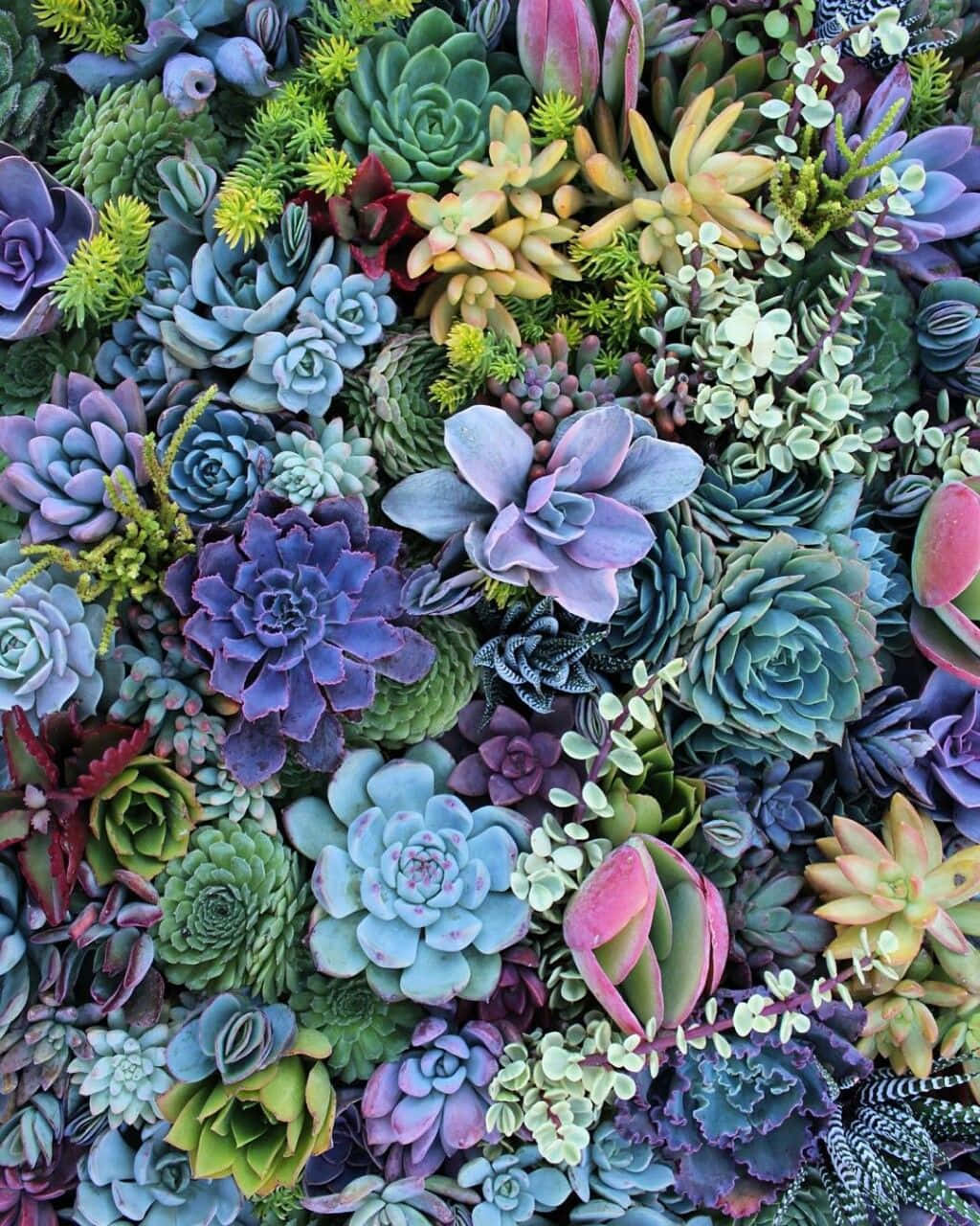 succulent 桌布 壁紙 — 一個充滿活力的特寫鏡頭，展示各種紫色、綠色、藍色和粉紅色調的多肉植物，密集地排列在生動的牆上。