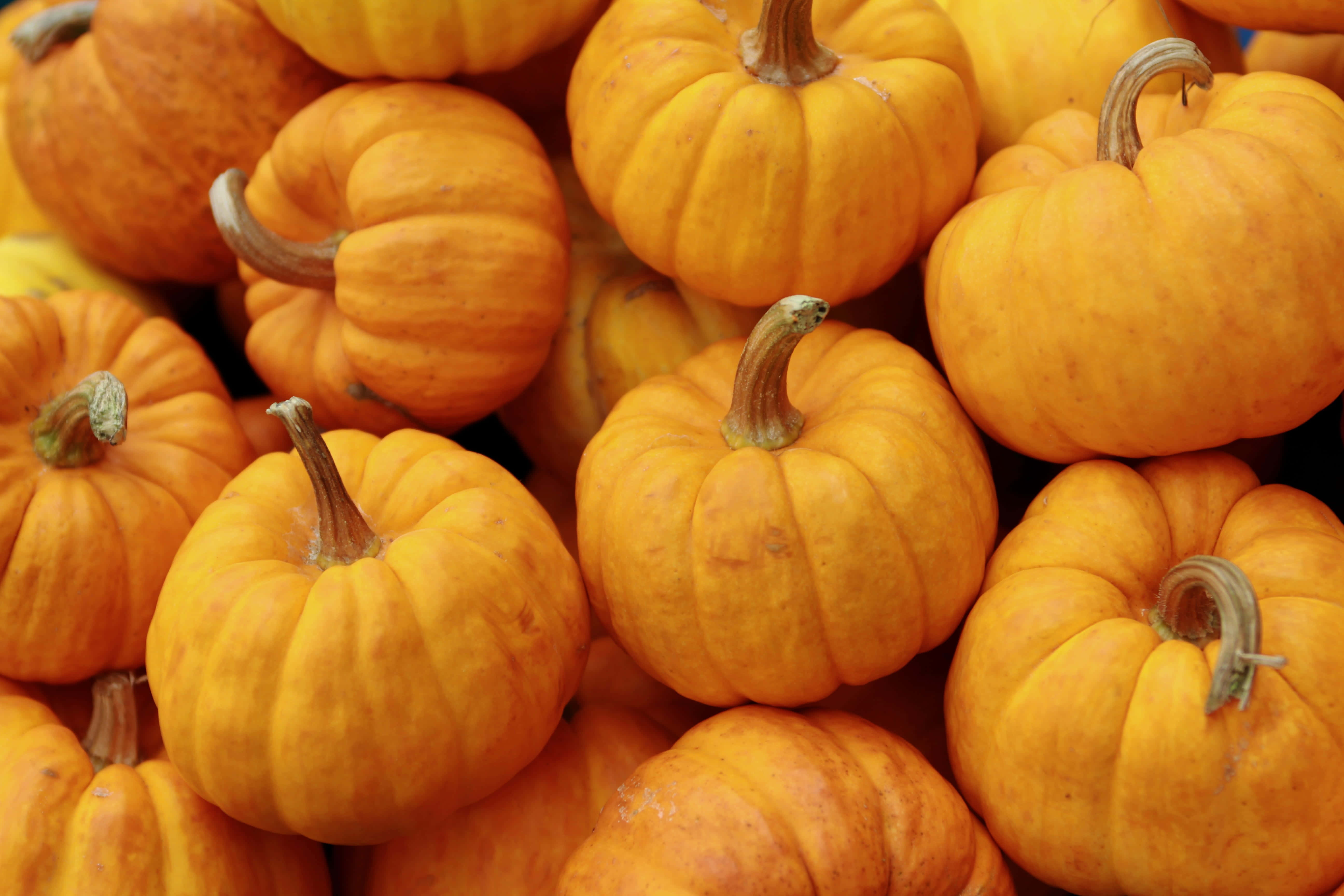 Autumn Food 桌布 壁紙 — 一個充滿活力的特寫鏡頭，展示飽滿的橙色南瓜堆疊在一起，帶有紋理的果皮和樸實的莖。