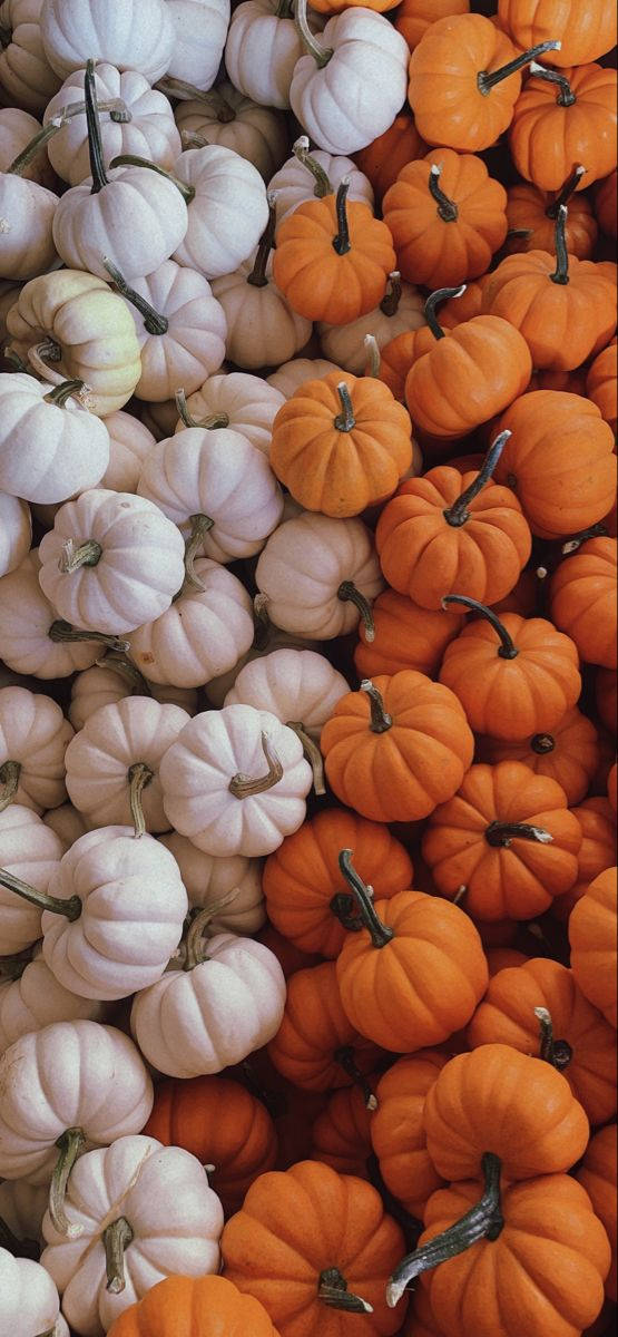 Fall Farm 桌布 壁紙 — 一個充滿活力的特寫鏡頭，橙白色南瓜堆疊在一起，展現其紋理莖幹和圓潤形狀。