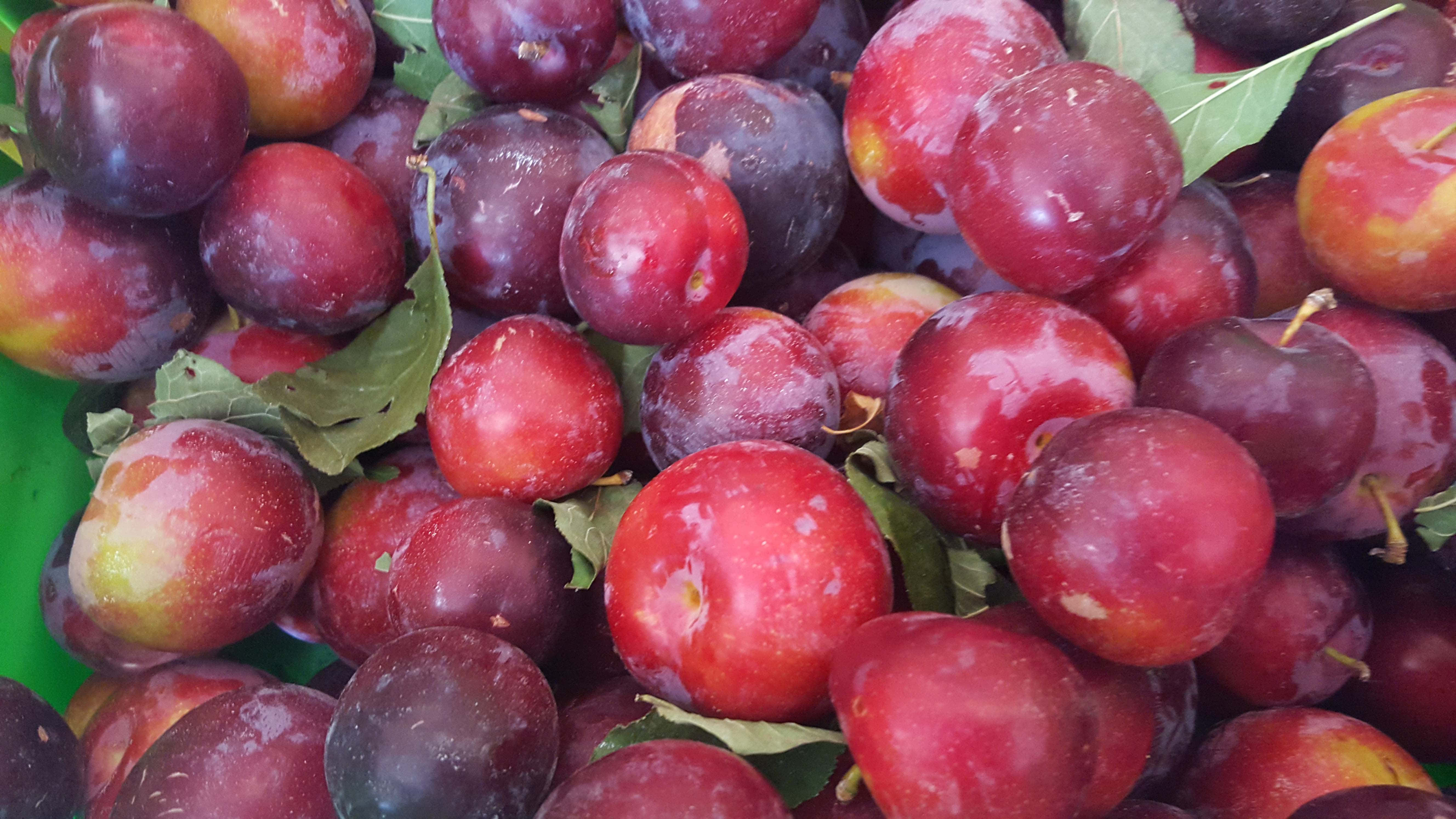 Purple Plums 桌布 壁紙 — 一個充滿活力的特寫鏡頭，飽滿成熟的李子，帶有光澤的紅色和紫色果皮，藏在綠葉之間。