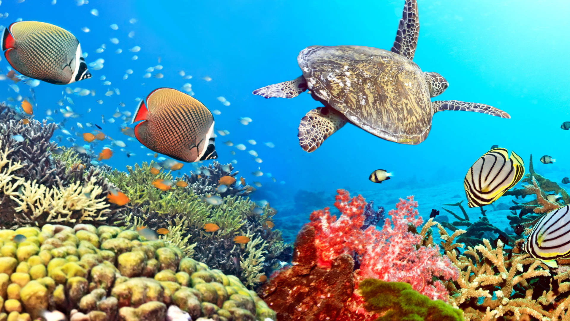 Swimming 桌布 壁紙 — 一個充滿活力的珊瑚礁，充滿色彩繽紛的熱帶魚和一隻大海龜在清澈的藍色海水中滑行。