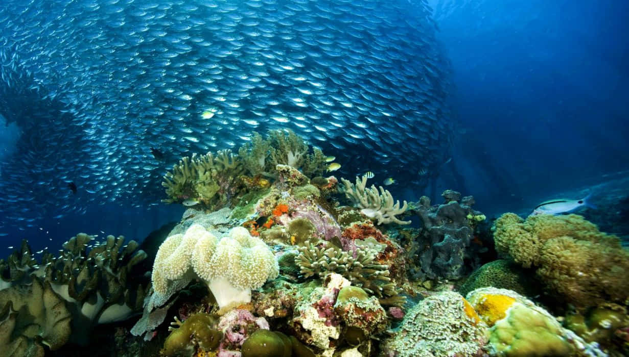 coral 桌布 壁紙 — 一個充滿活力的珊瑚礁，充滿色彩繽紛的海洋生物，以及一大群銀色魚在頭頂游過。